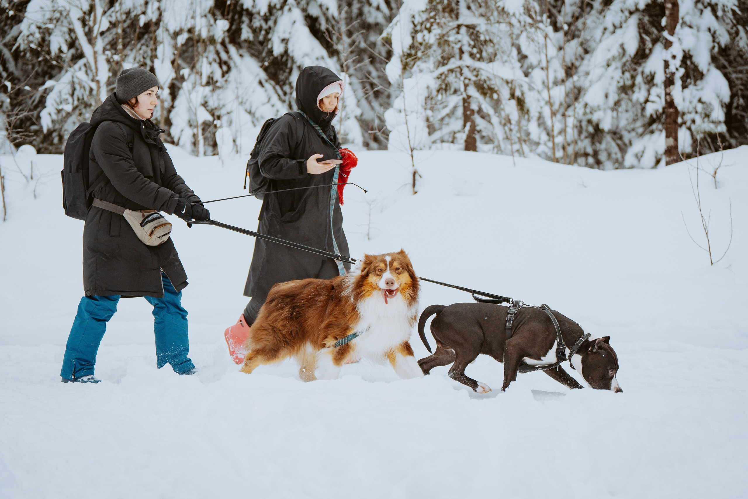 Дог трекинг. Фотограф анималист в Спб недорого Олеся Майорова