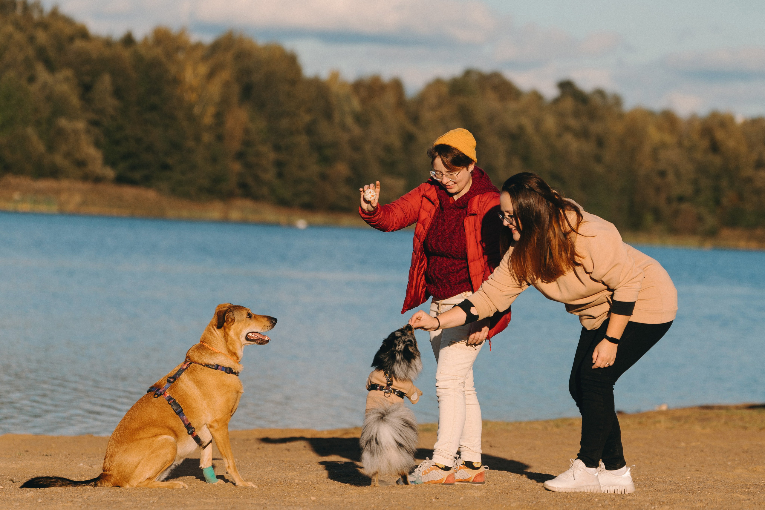 Семейная фотосессия с двумя собаками на закате. Фотограф анималист в Спб недорого Олеся Майорова