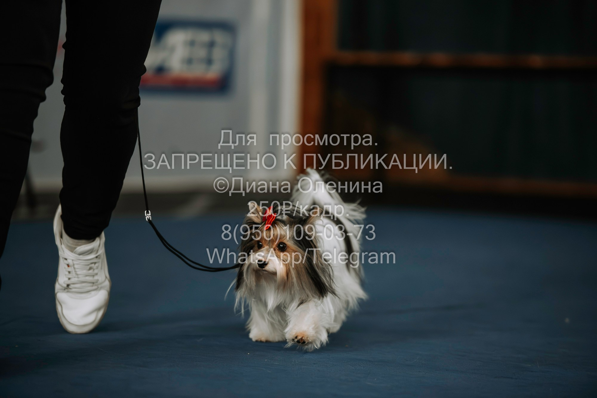 Выставка собак Красноярск 29.10.2023. Фотограф Диана Оленина Красноярск / Братск