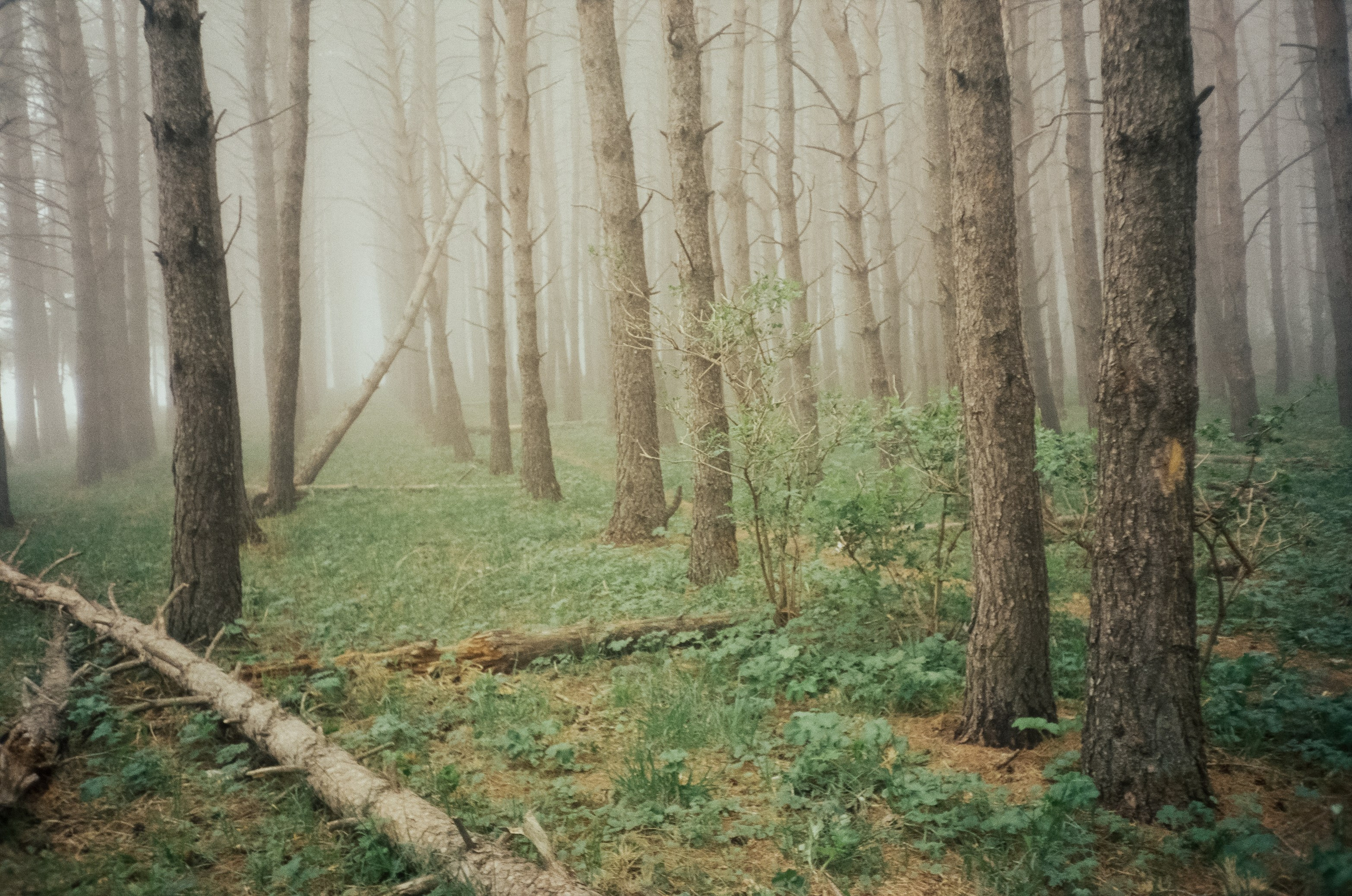 Дорога к Джилы-Су и лошадки в тумане. Фотограф-документалист Мария Осокина