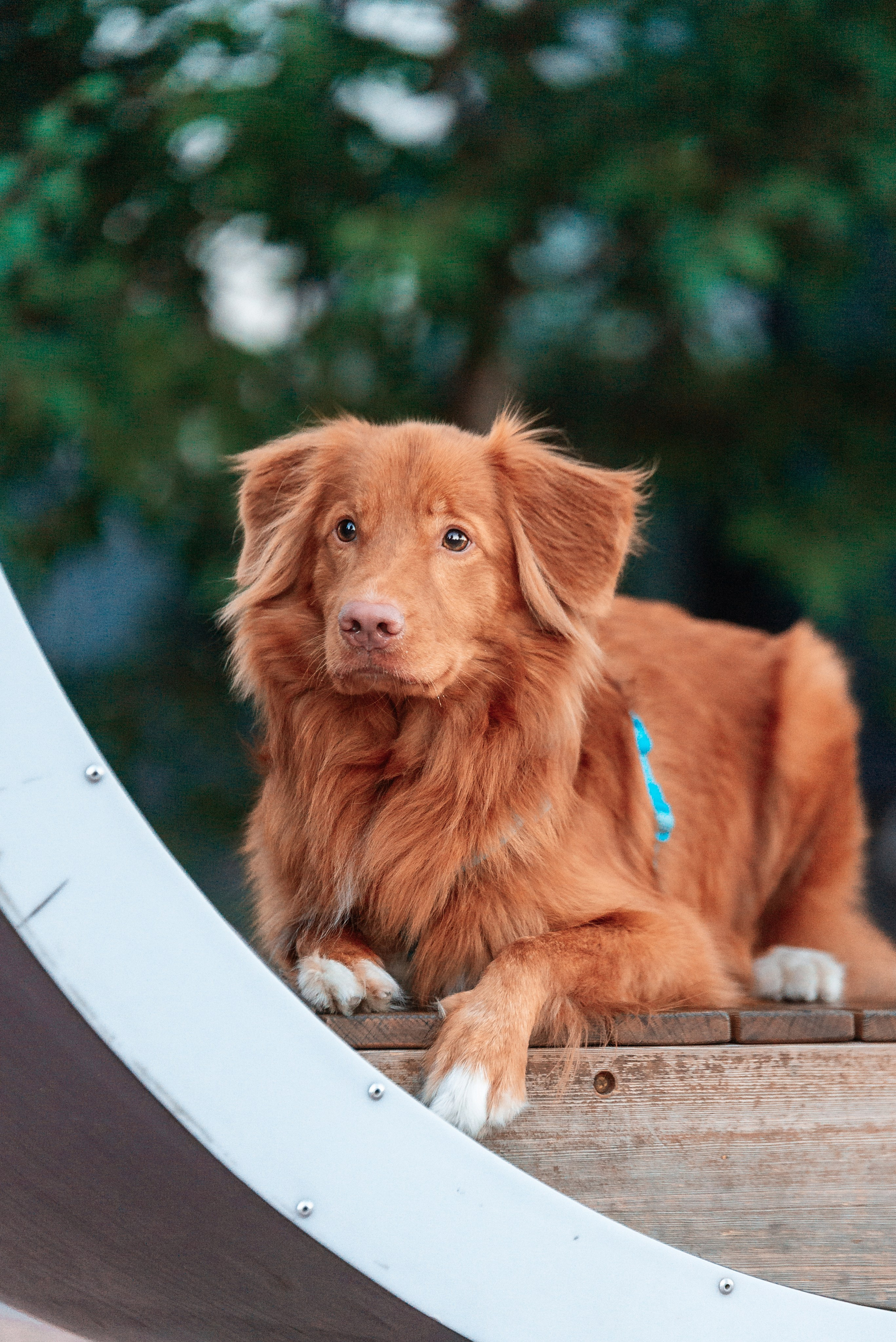 Таня и Лео. Фотограф-анималист Анастасия Парфенова|Екатеринбург