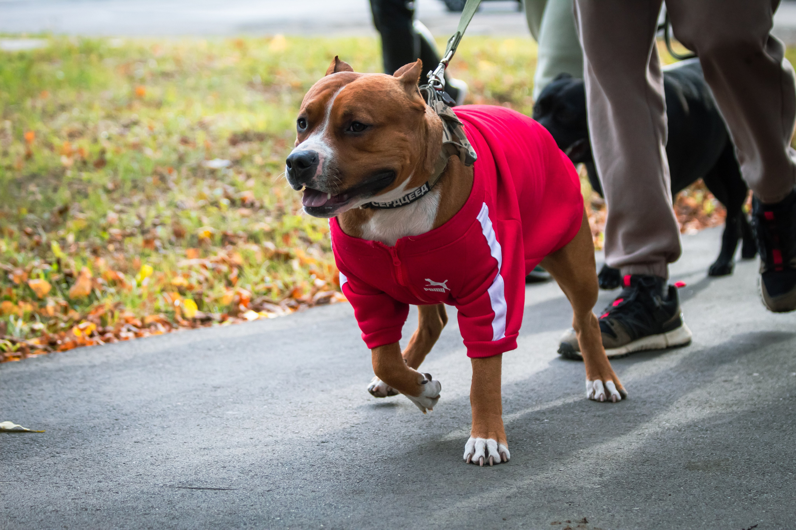 Костюмированный парад собак. Фотограф анималист — Тула, Москва