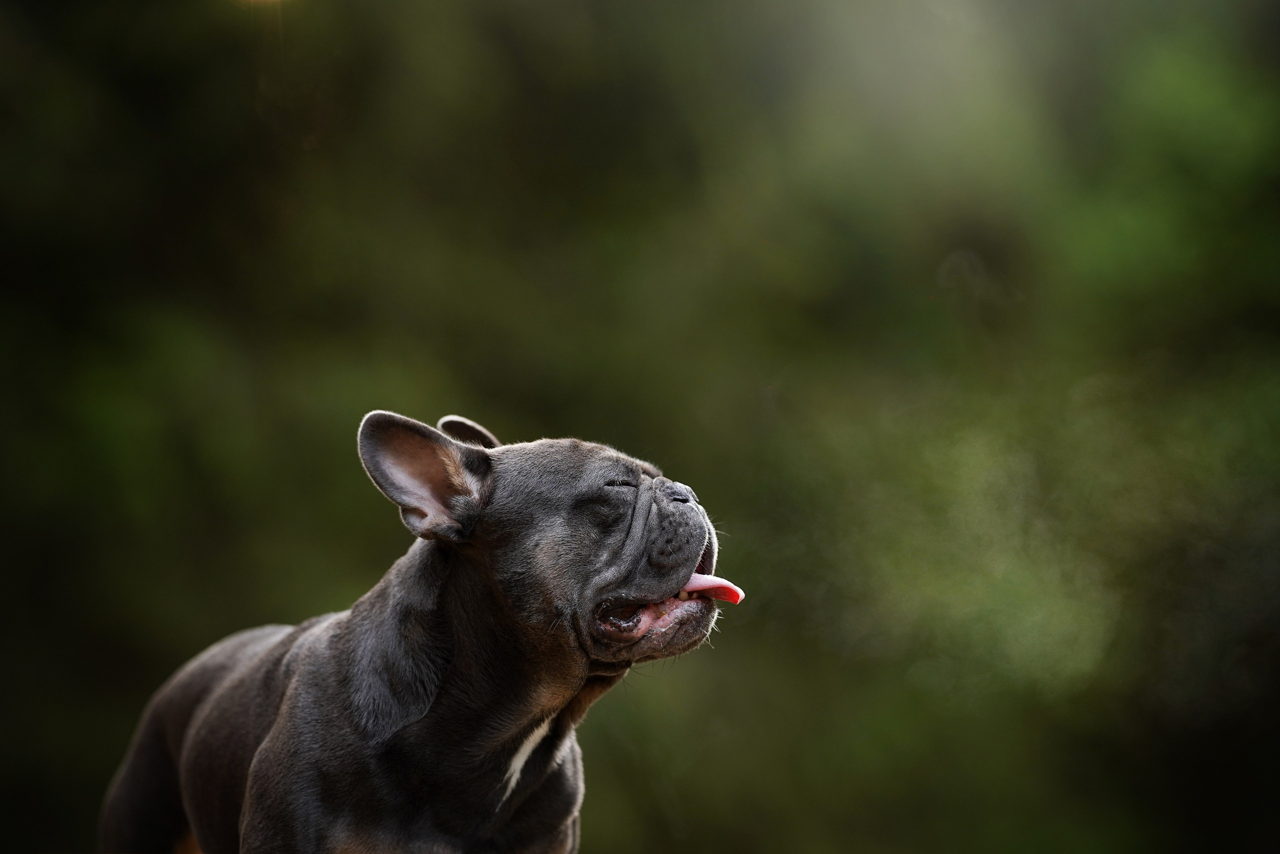 Юлия Петя и Моника. Фотограф-анималист в Санкт-Петербурге Яна Мартынова