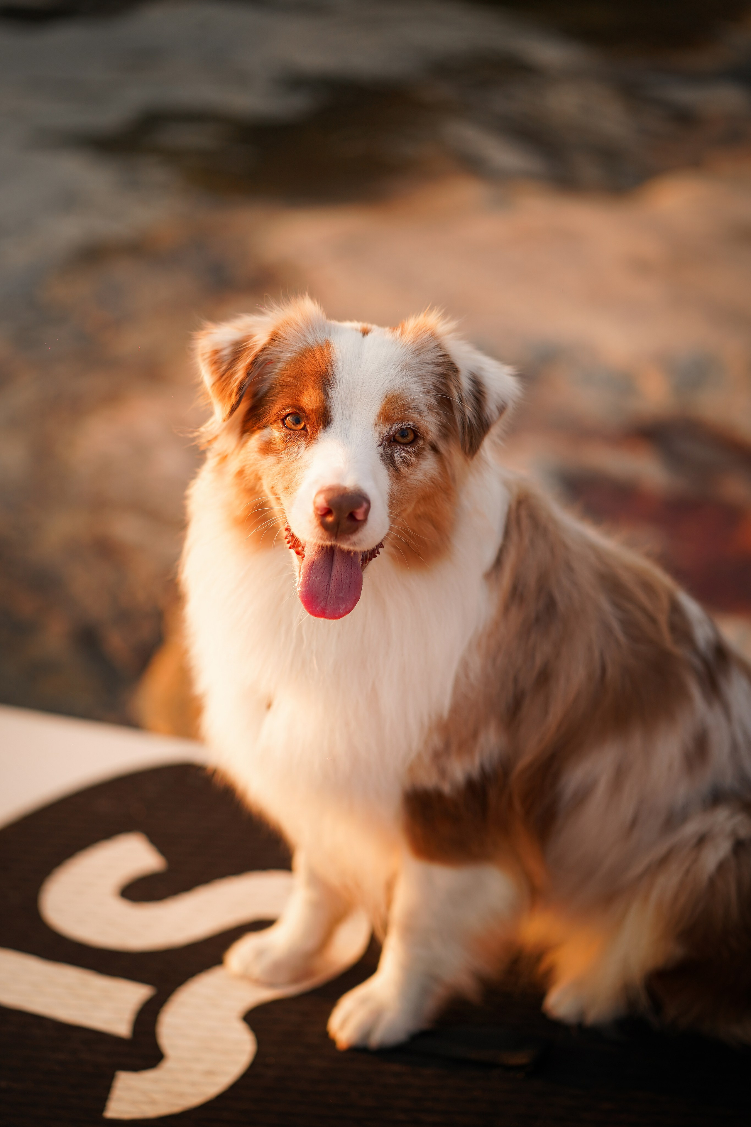 Панда SUP. Фотограф-анималист в Санкт-Петербурге Яна Мартынова