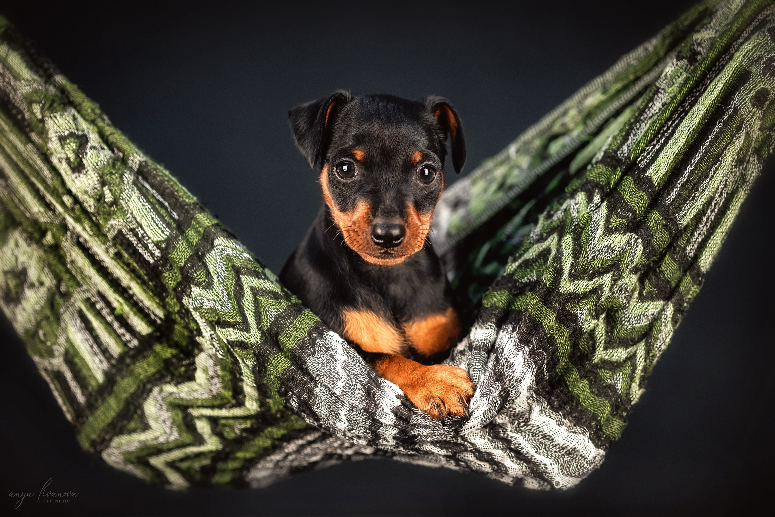 Пинчер. Фотограф анималист Аня Ливанова | Рыбинск