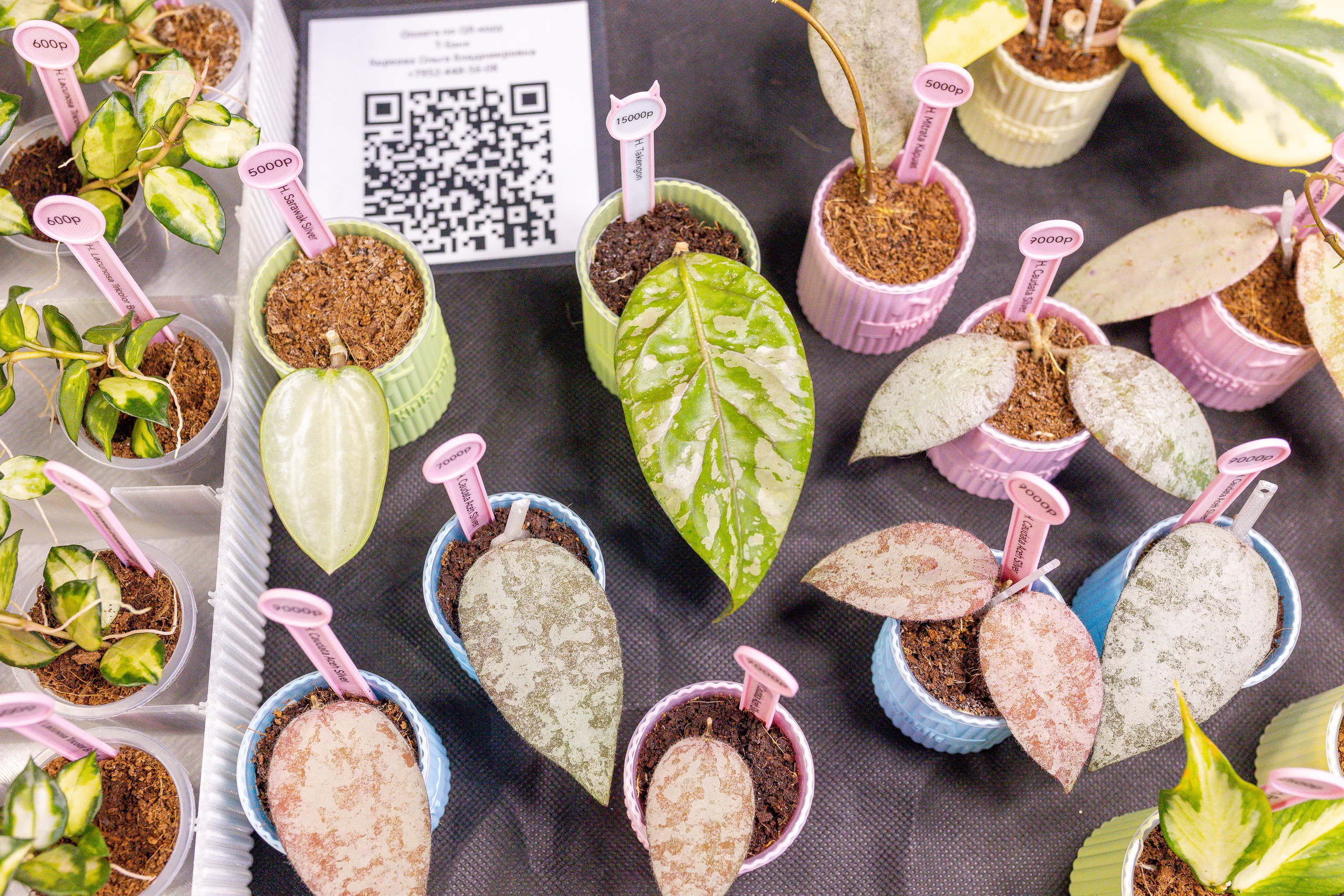 Монстериум 11–12 октября. Александра Куликова фотограф, Москва