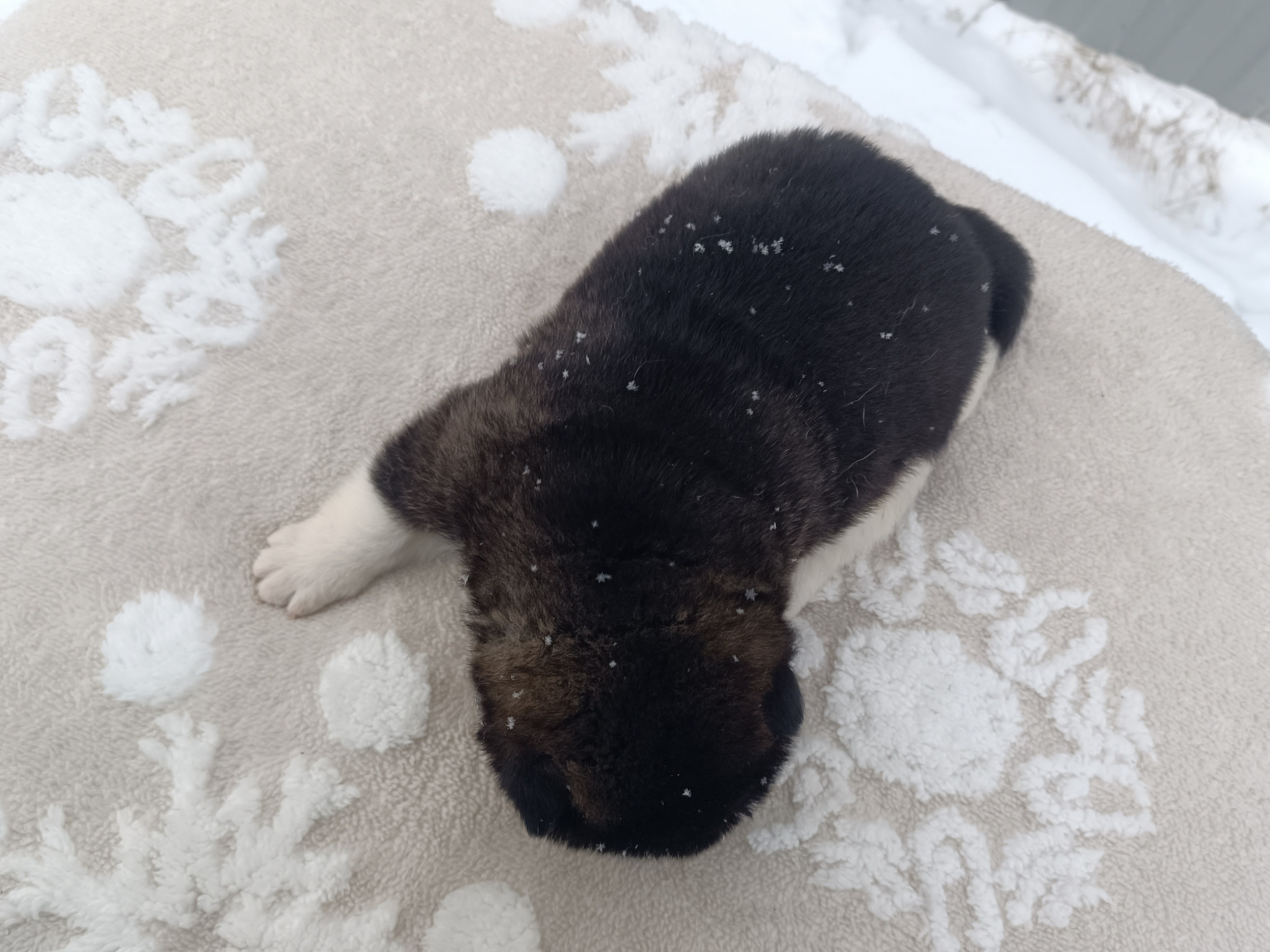 Американская акита  щенки питомник Санкт-Петербург клубные щенки Американская акита питомник RUBYLIGHT Рубилайт купить щенка американской акиты