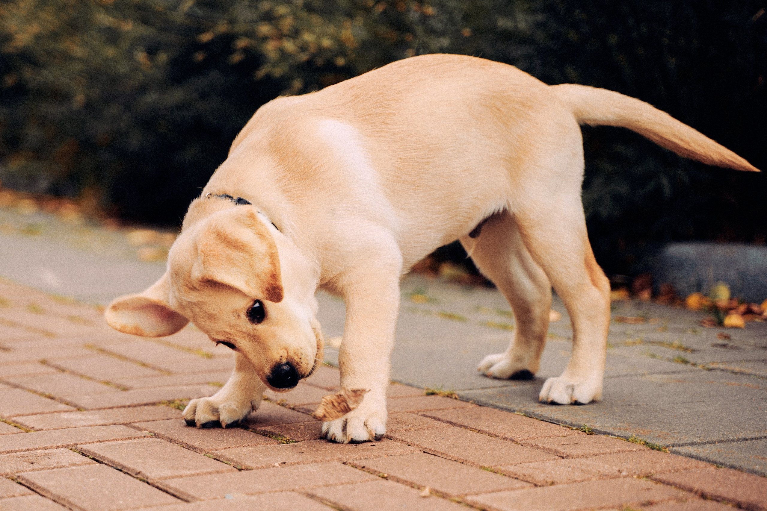 Золотой малыш. Фотограф-анималист, портретный фотограф в Чебоксарах Мария Садыкова