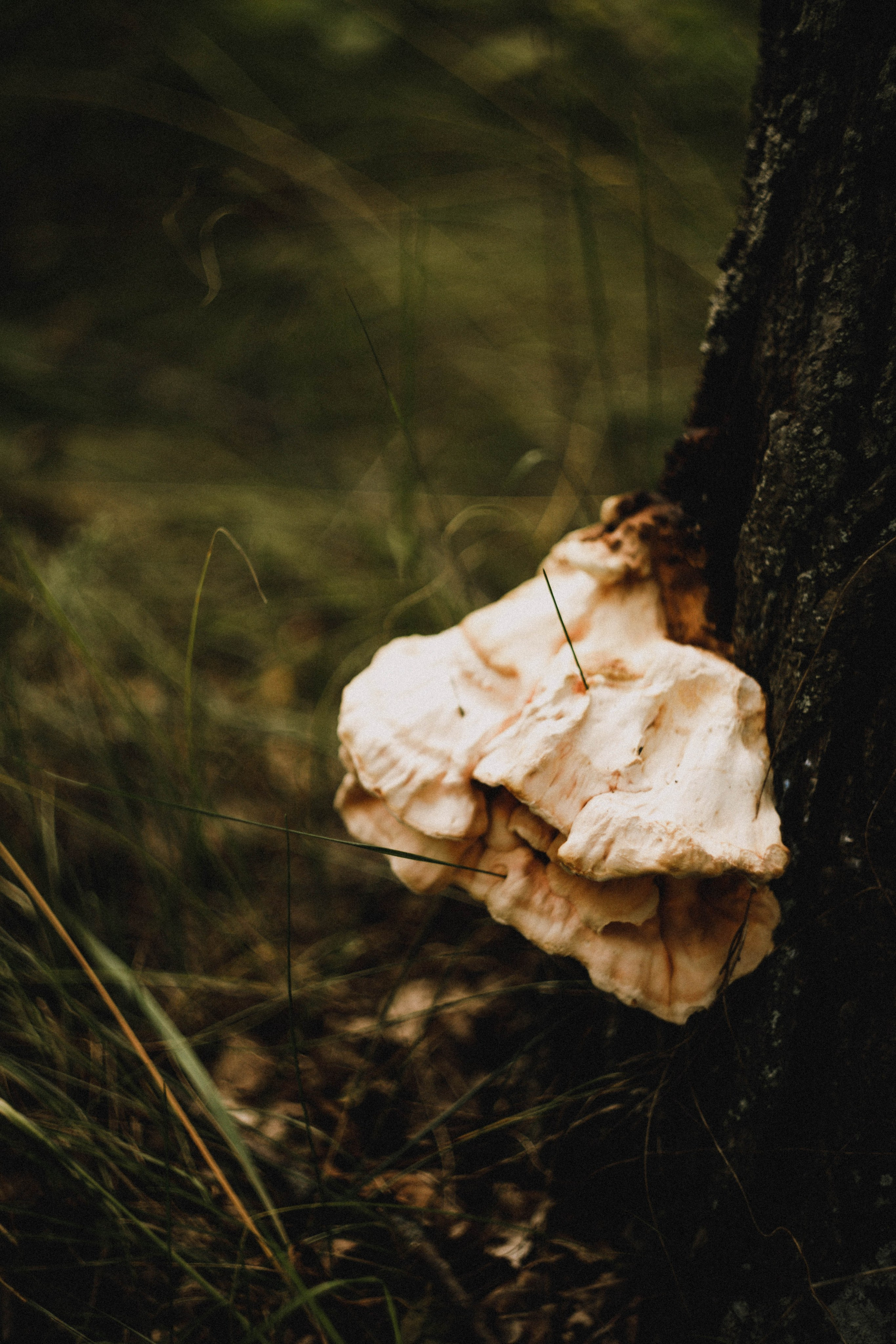 Даша. В тени дубов. Фотограф в Нижнем Новгороде