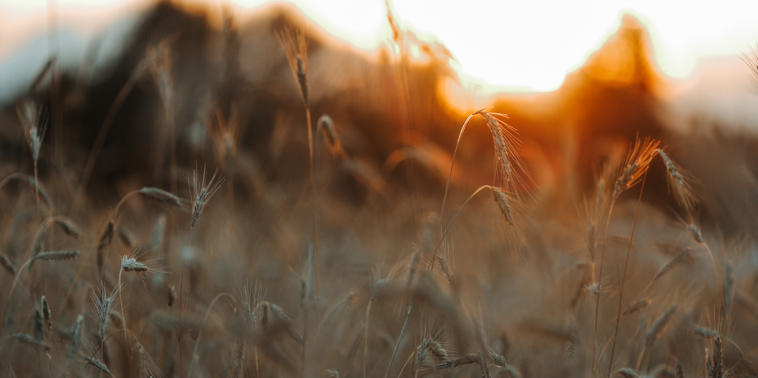 Фотосессия во ржи в Петрозаводске. Фотограф Варвара Ермоленко