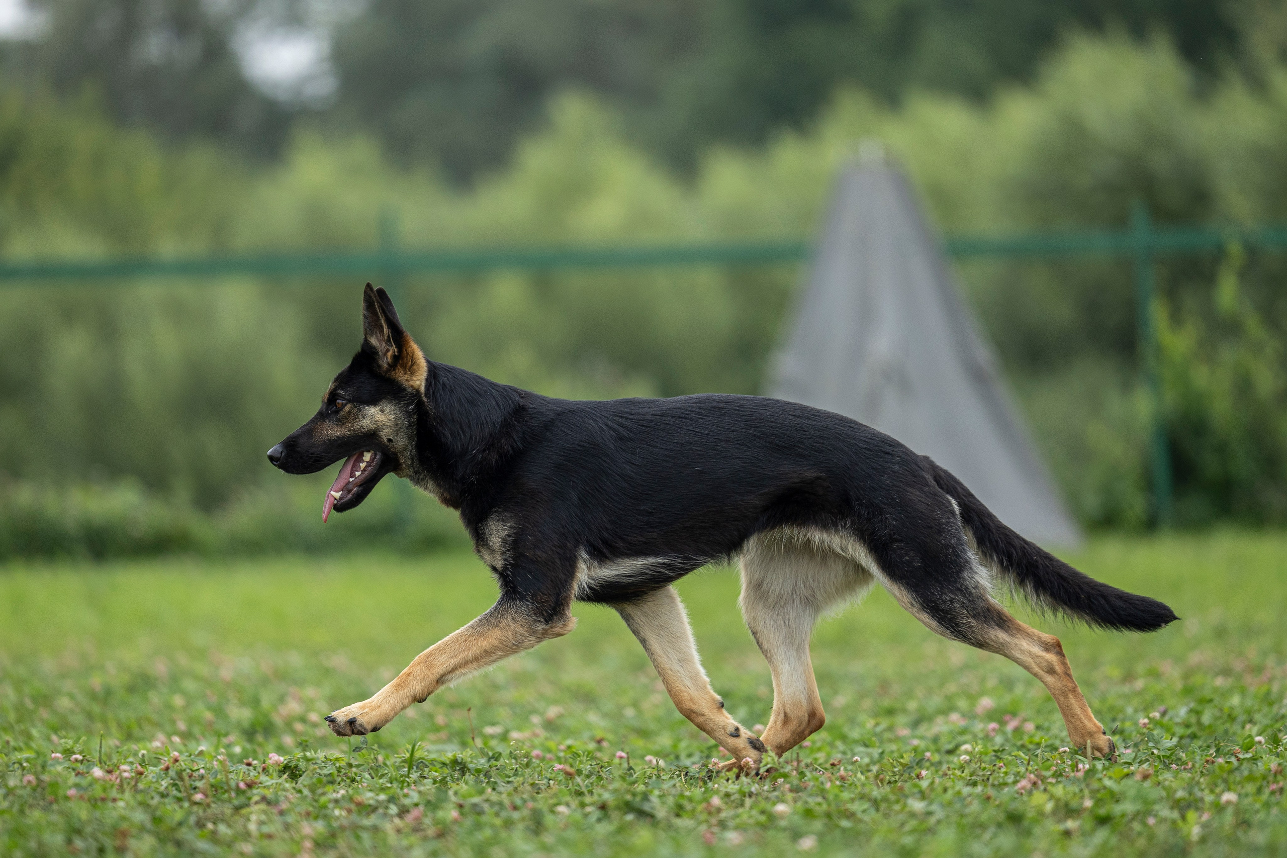Соревнования по Мондьорингу г. Вологда 10-11.08.2024. Фотограф-анималист Анна Маринич