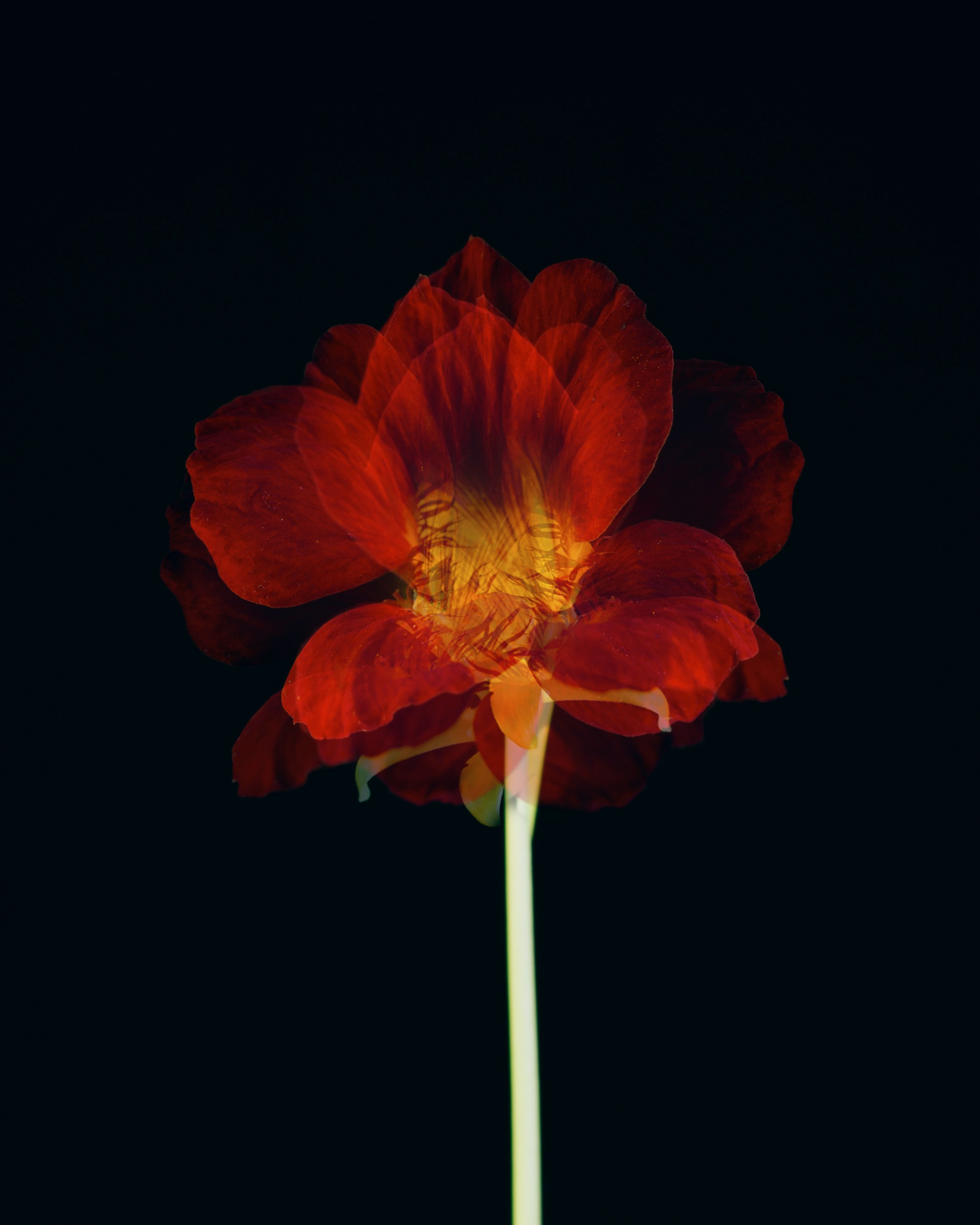 Фотографии цветов и растений. Zamira Sozieva ~ Портретный фотограф ~ Москва