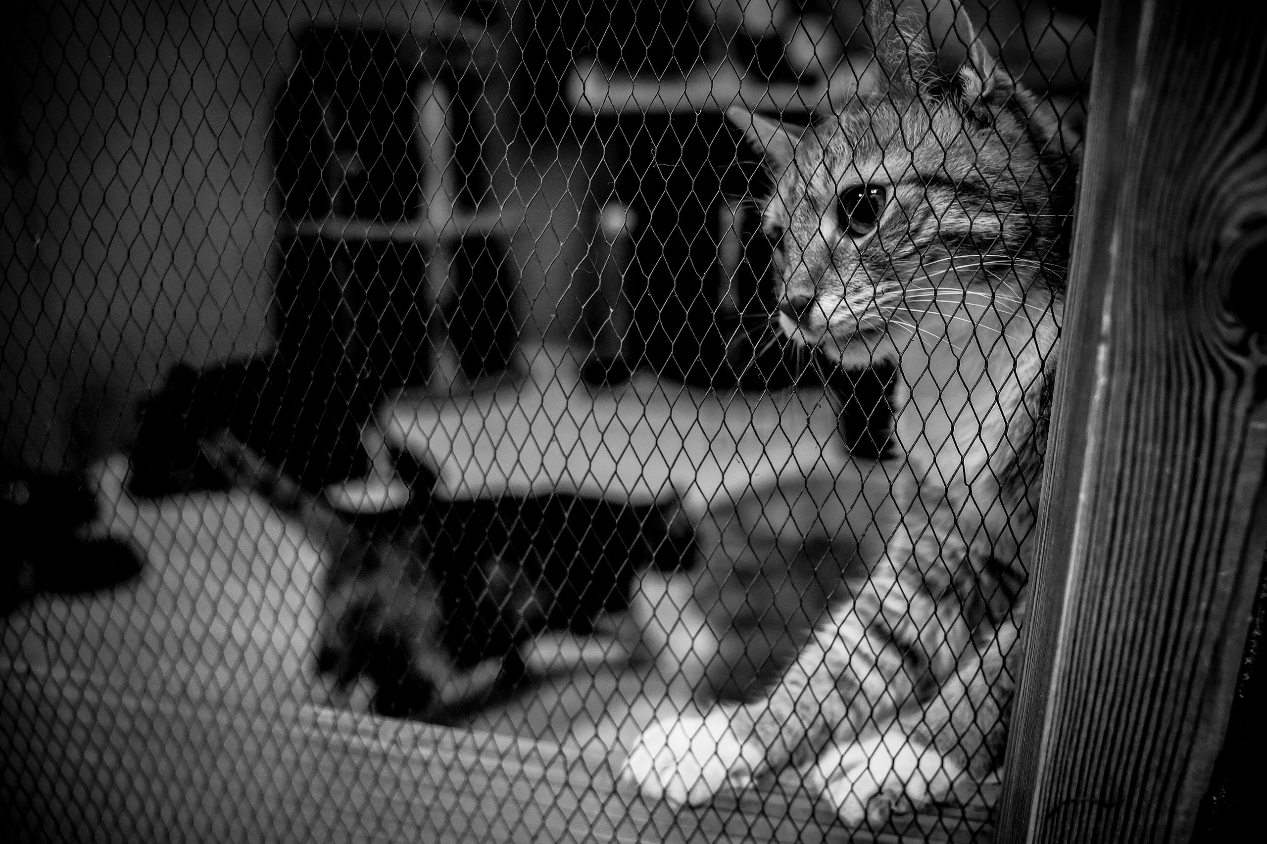 МУР КОША. Ekaterina Ageeva