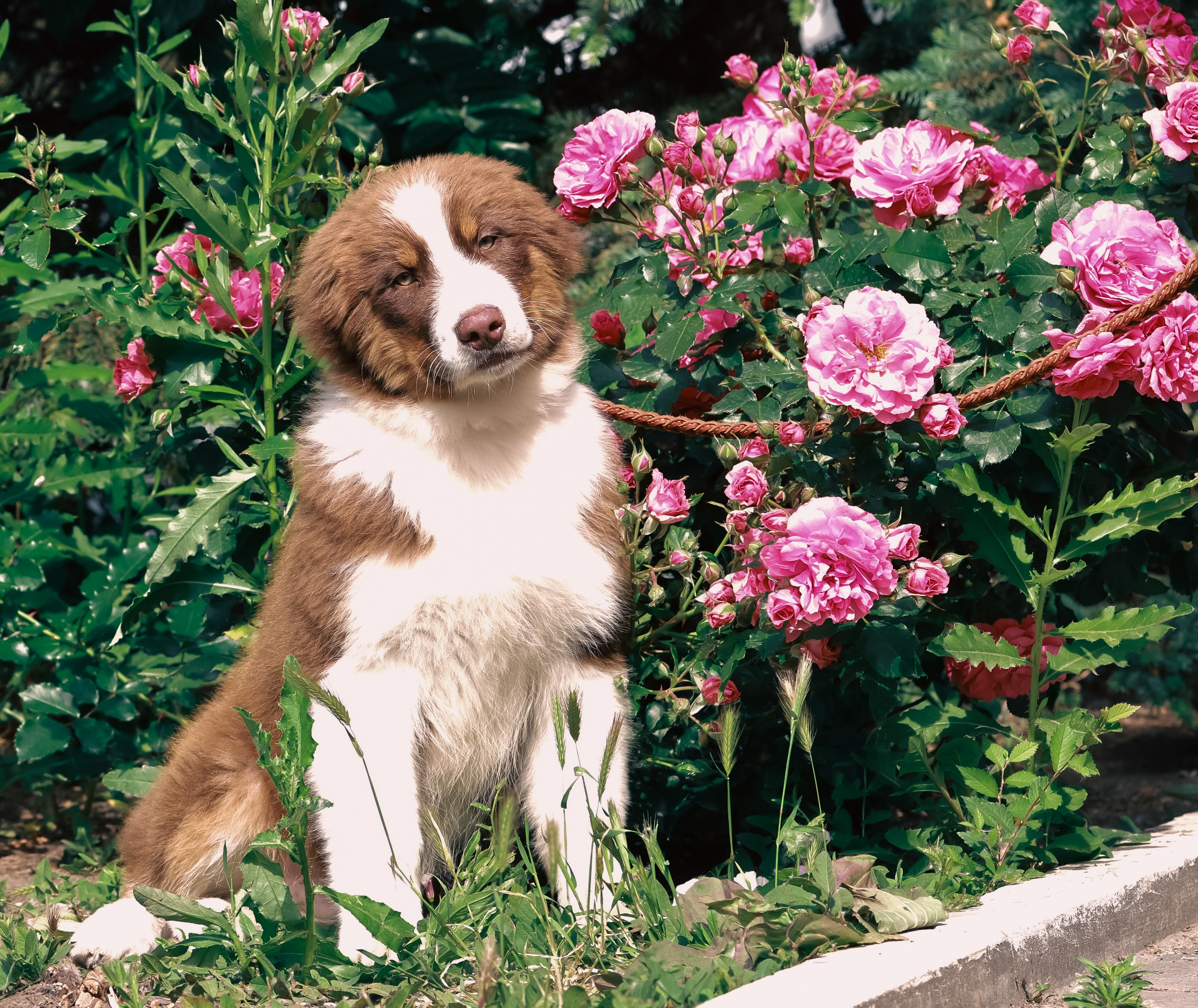 Аусси 1. Фотограф репортажей и стритфотосессий в Москве Людмила Смирнова