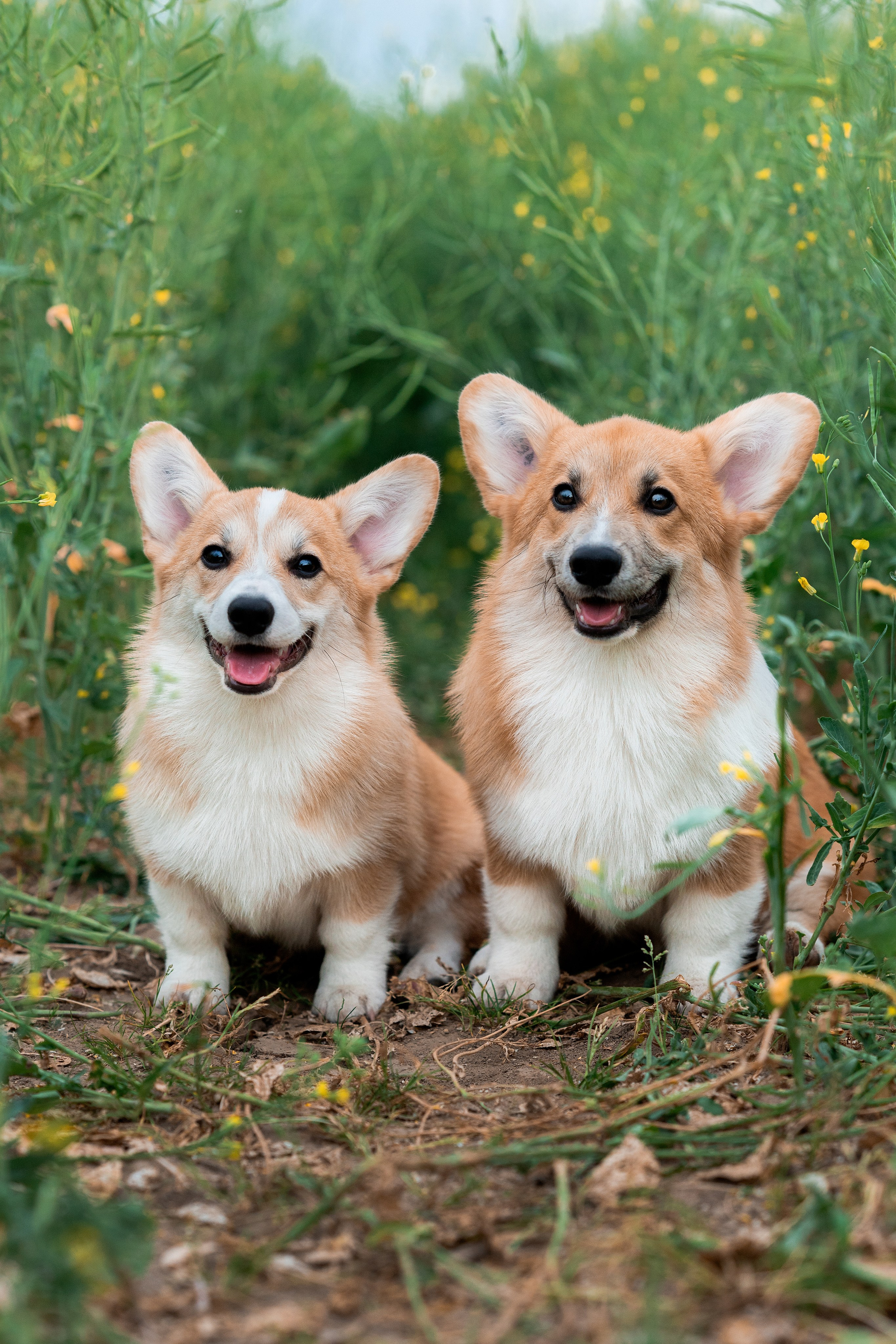 Заводчик Ольга Кушкина. Творческий фотограф Вологда
