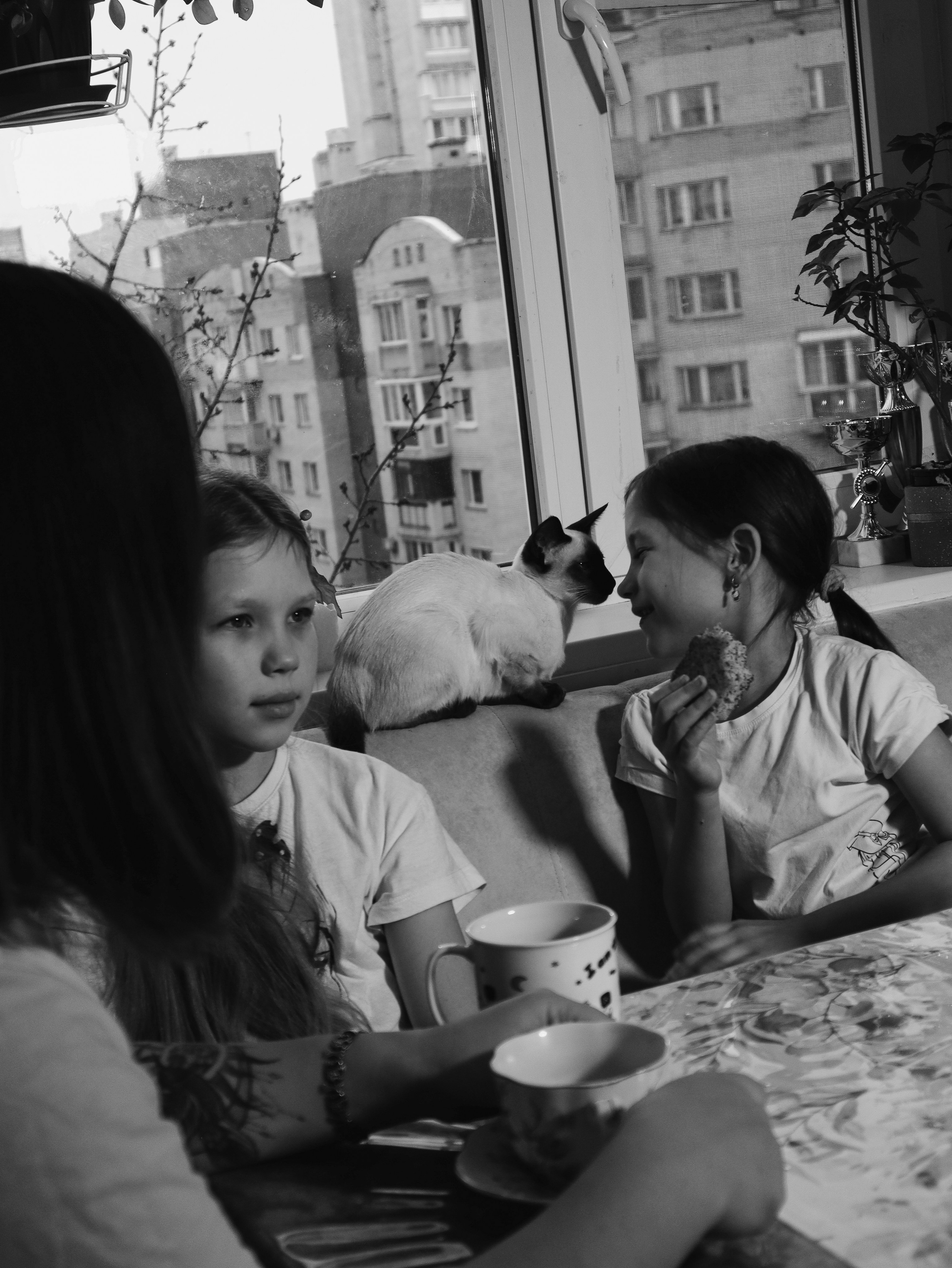 Питомцы. Кинематографичный фотограф, видеограф Лина Плешакова, Санкт-Петербург