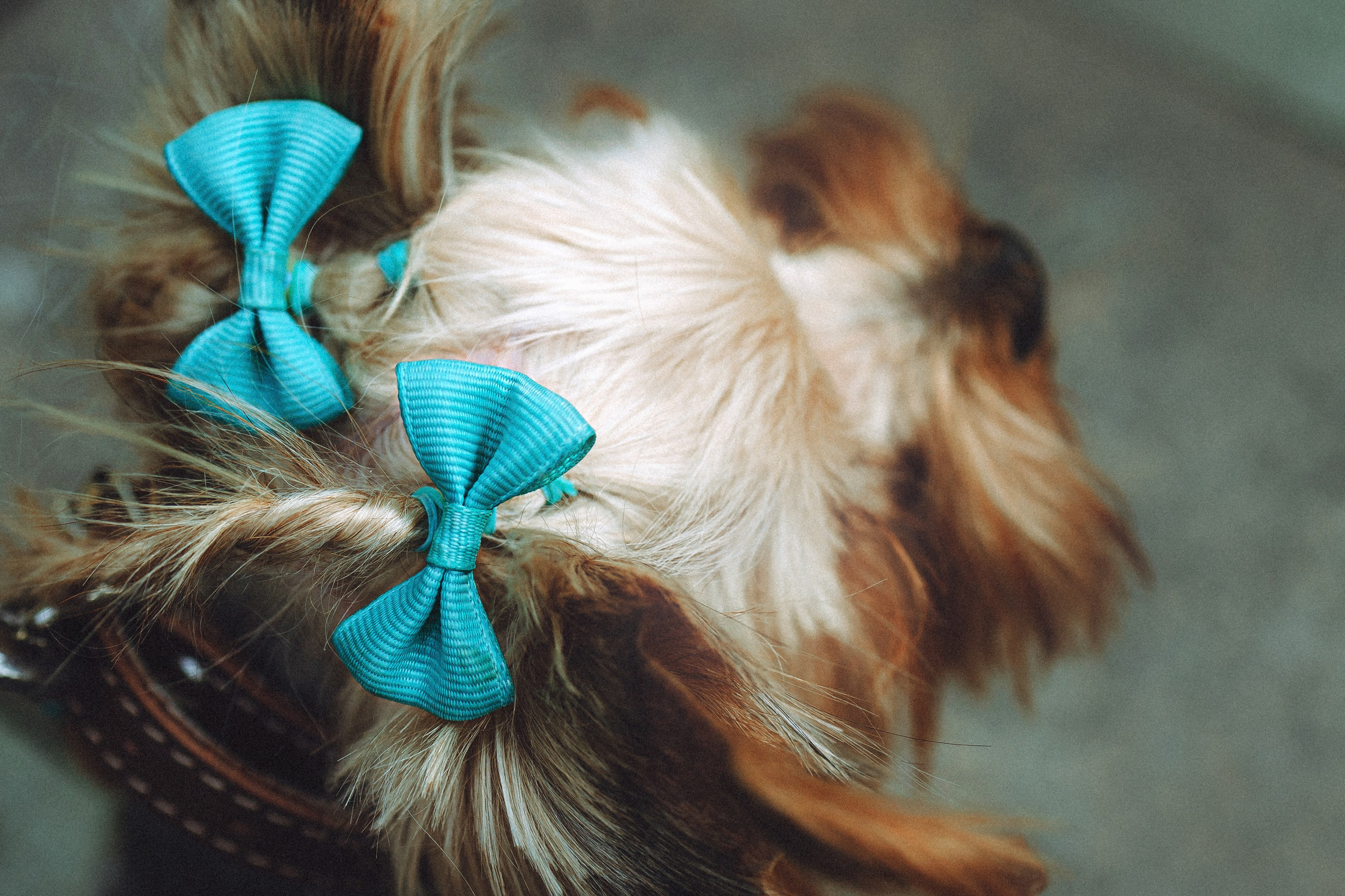 Дженни, Оливия и их семья