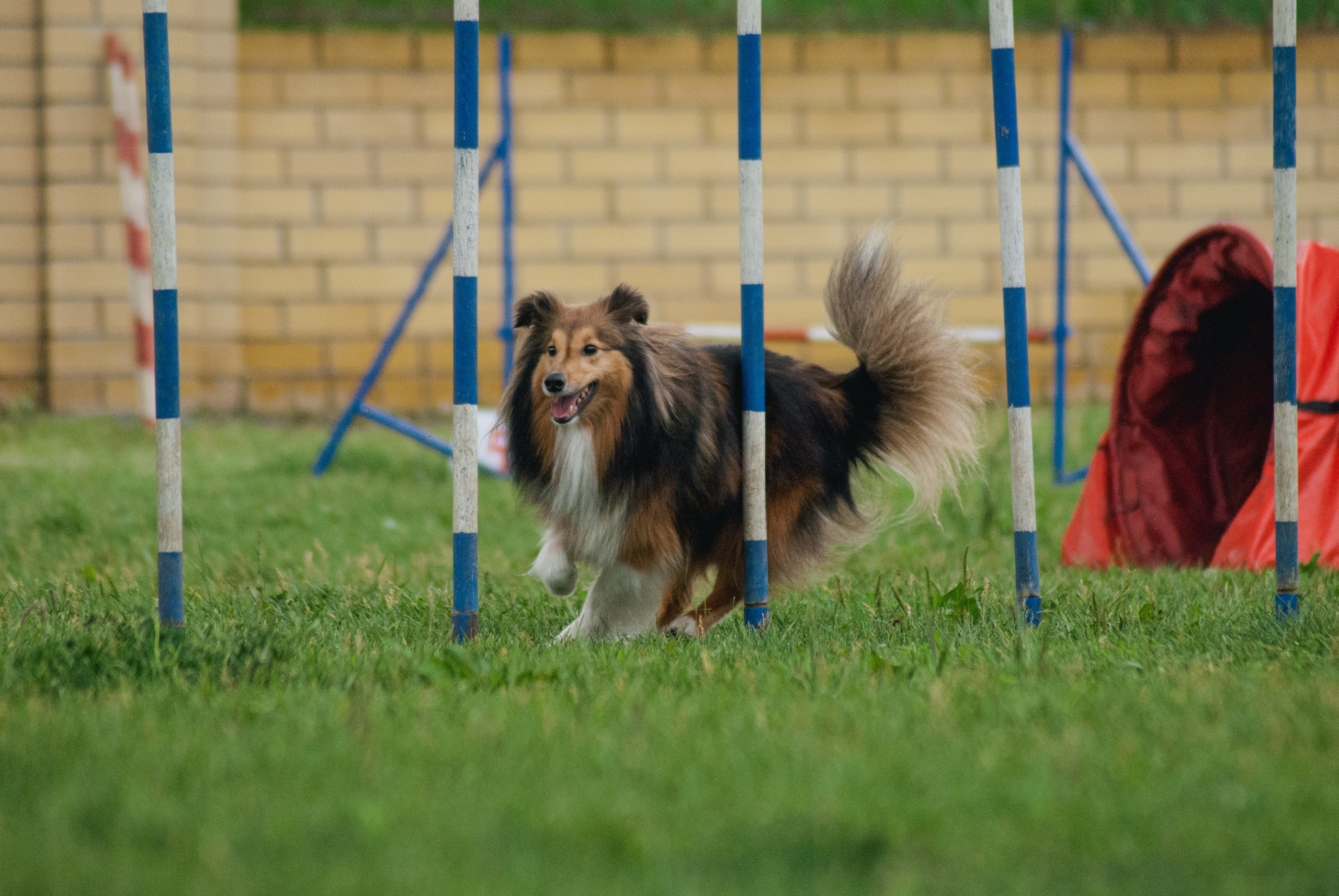 Аджилити. Фотограф в Тюмени Лизавета Сапицкая