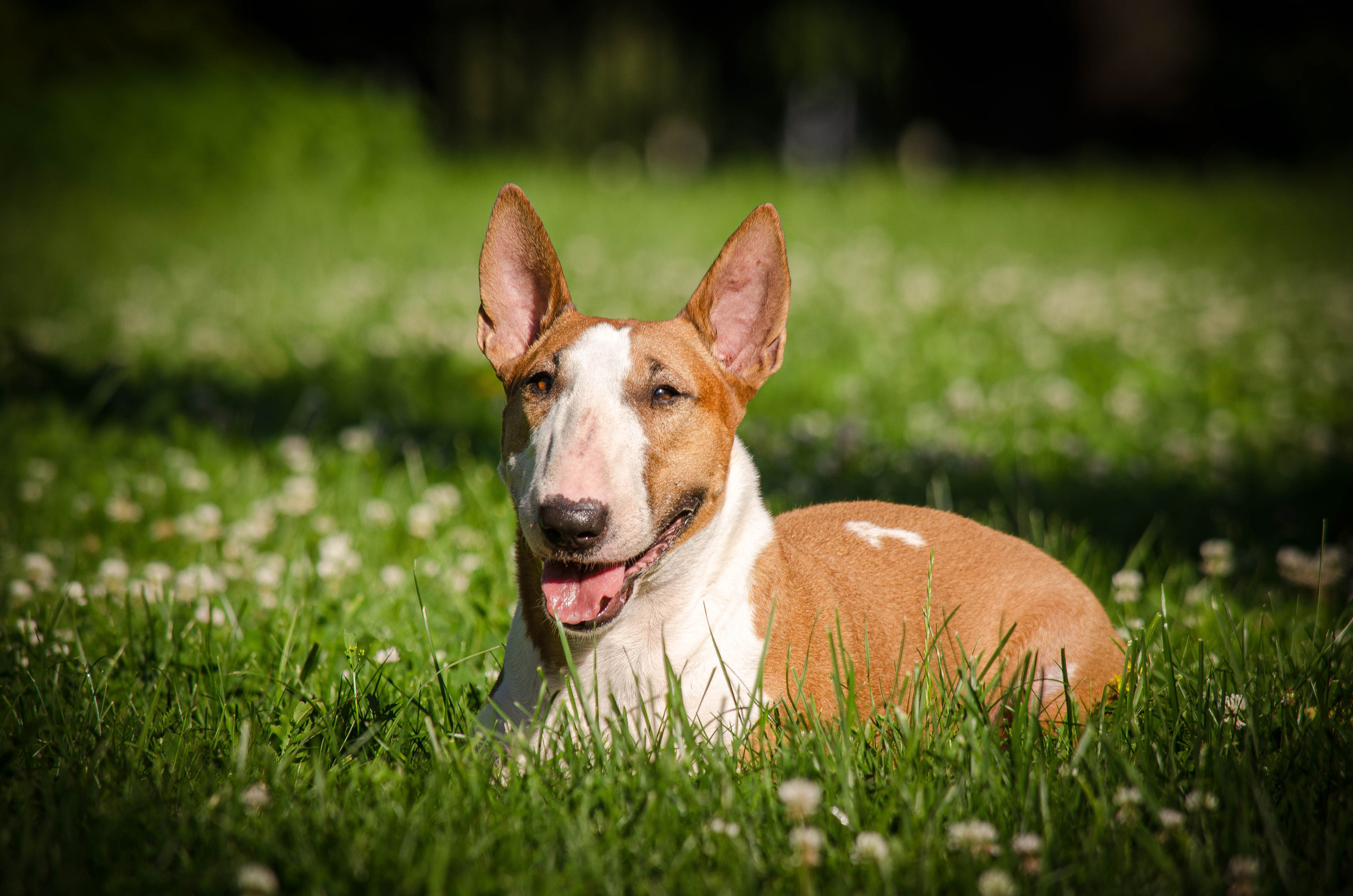 Пуля. Фотограф Светлана Блинова, Москва и Московская область