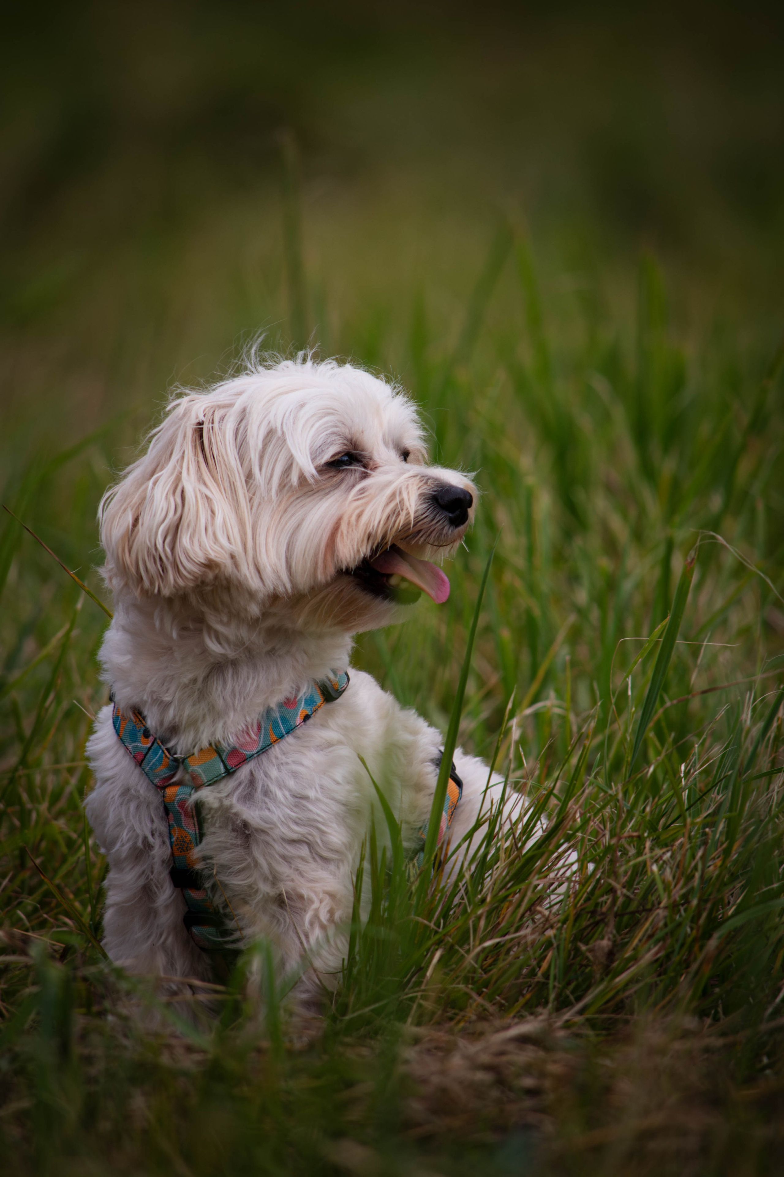 Прогулка в парке Митино. Фотограф Светлана Блинова, Москва и Московская область