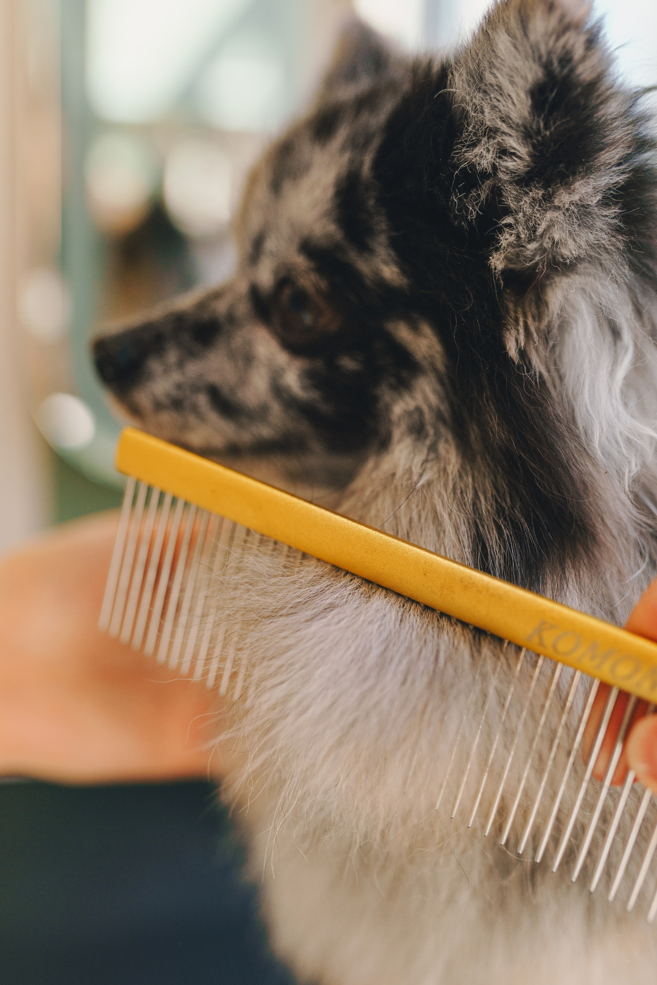 Груминг-салон. Фотограф анималист Осипчикова Мария