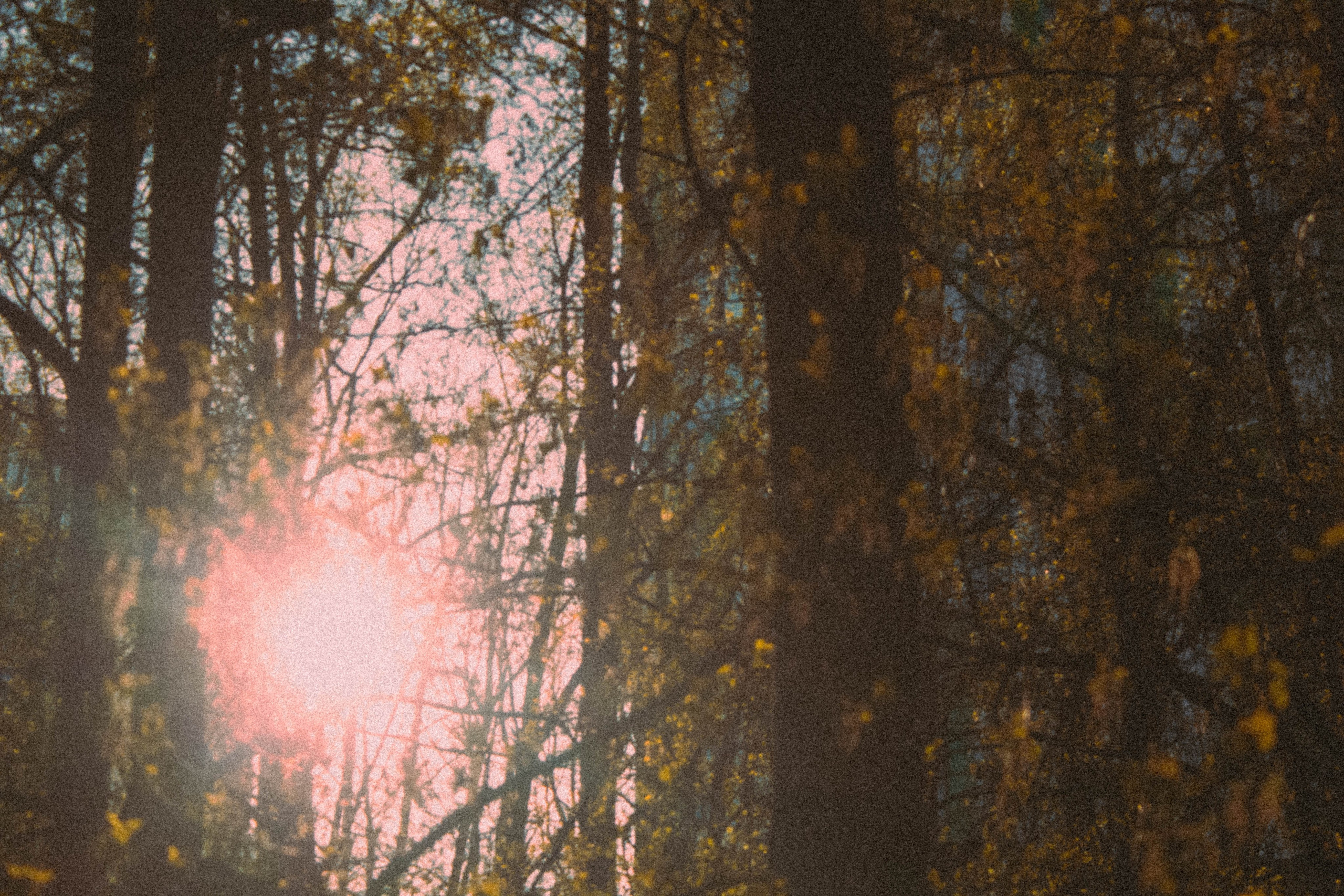 «Без названия»