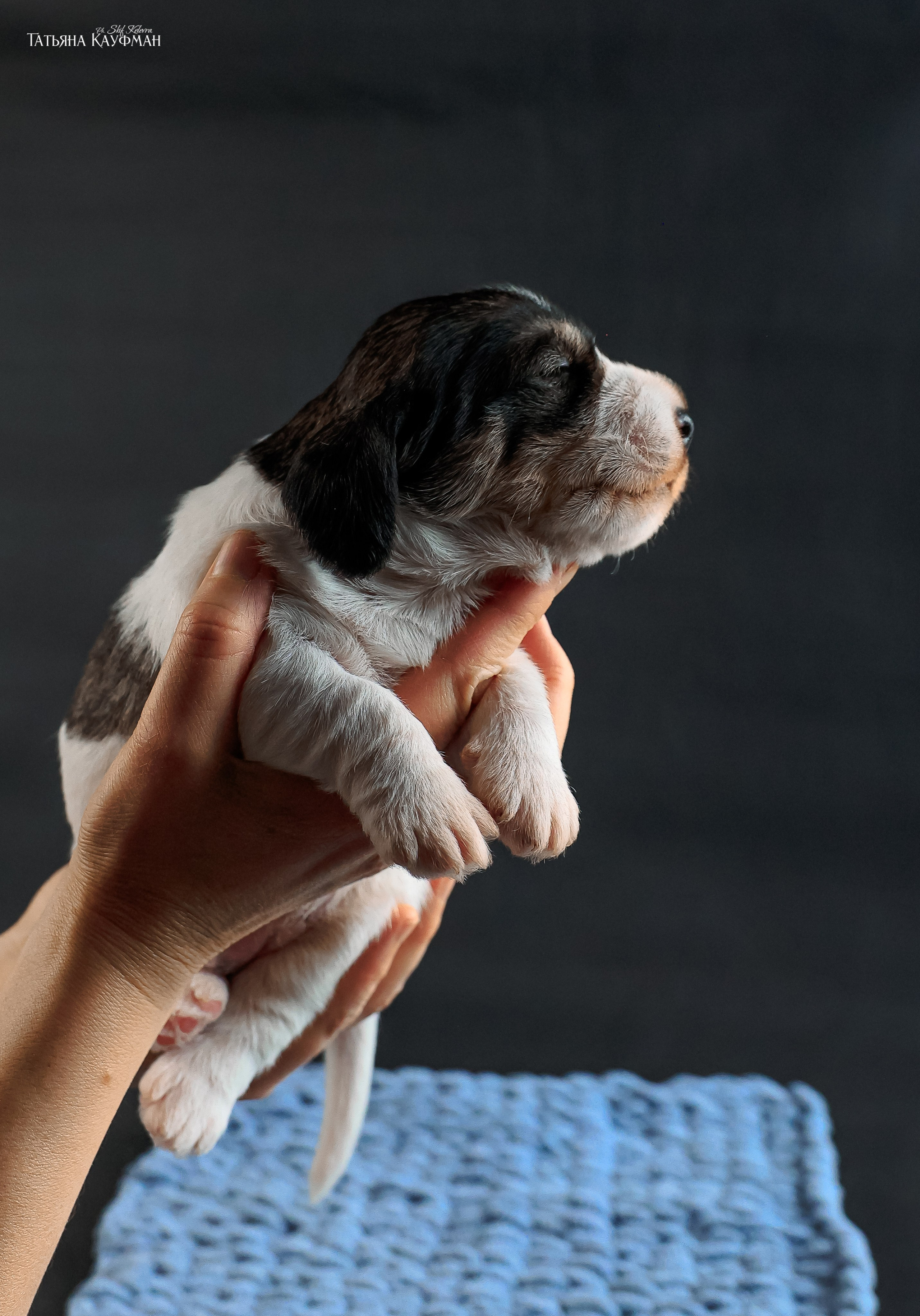Малые вандейские бассет гриффоны. PVBG. Petit vandeen basset griffon, щенки в новосибирске. Питомник White Rivendel