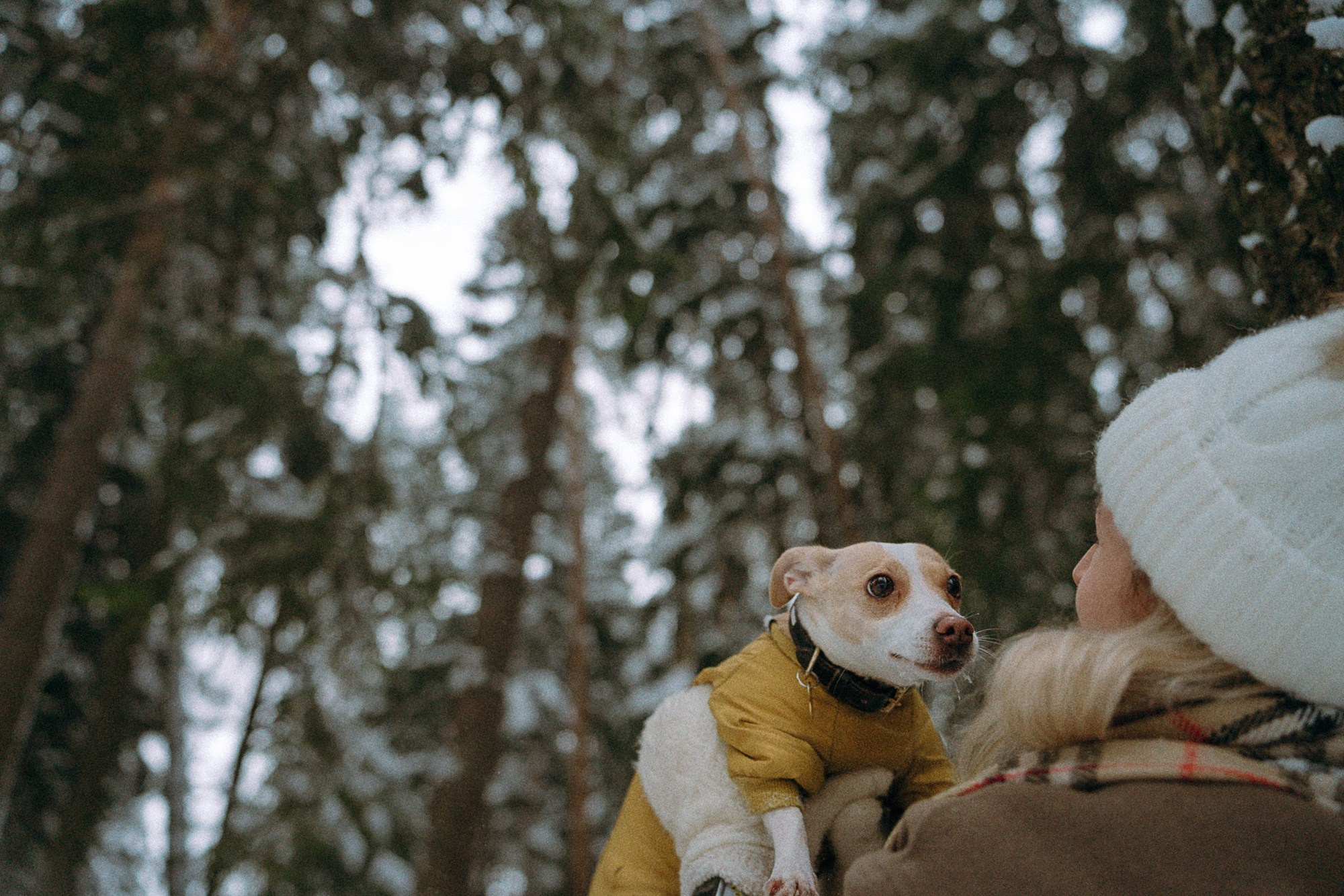 Алина, Ваниль и Элис. Фотограф анималист в Москве и Санкт-Петербурге Свиридова Анна
