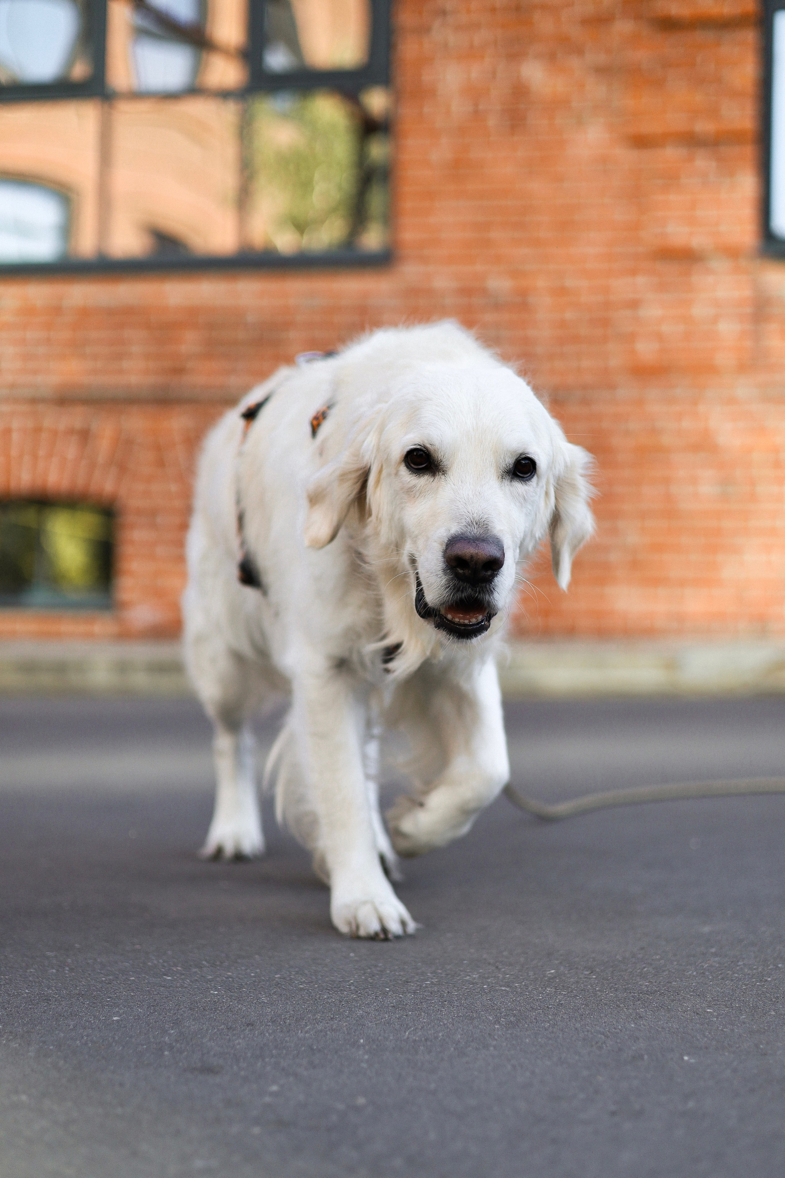 Зиз и Юля. Часть 3. Фотограф-анималист Ксения Шевцова|Москва