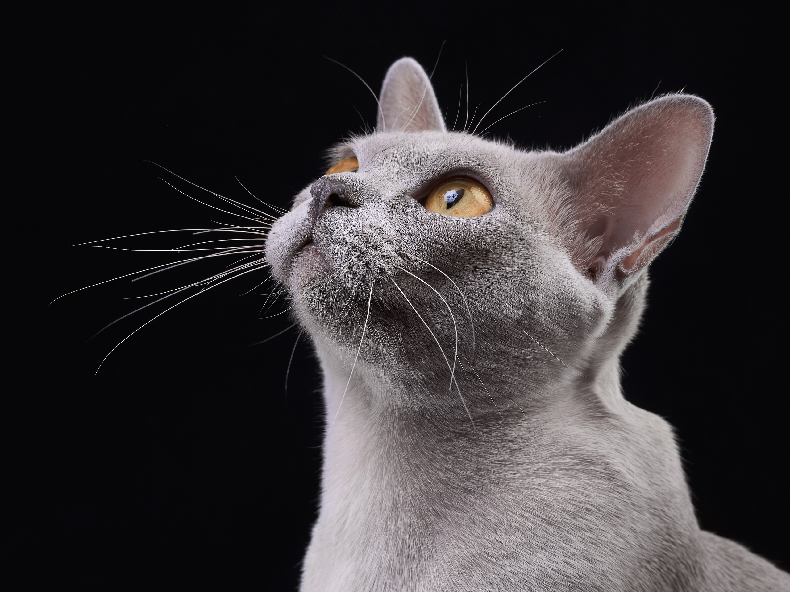 Анималистика. Выездные съемки. Фотограф людей и животных в Санкт-Петербурге Марина Бурмистрова