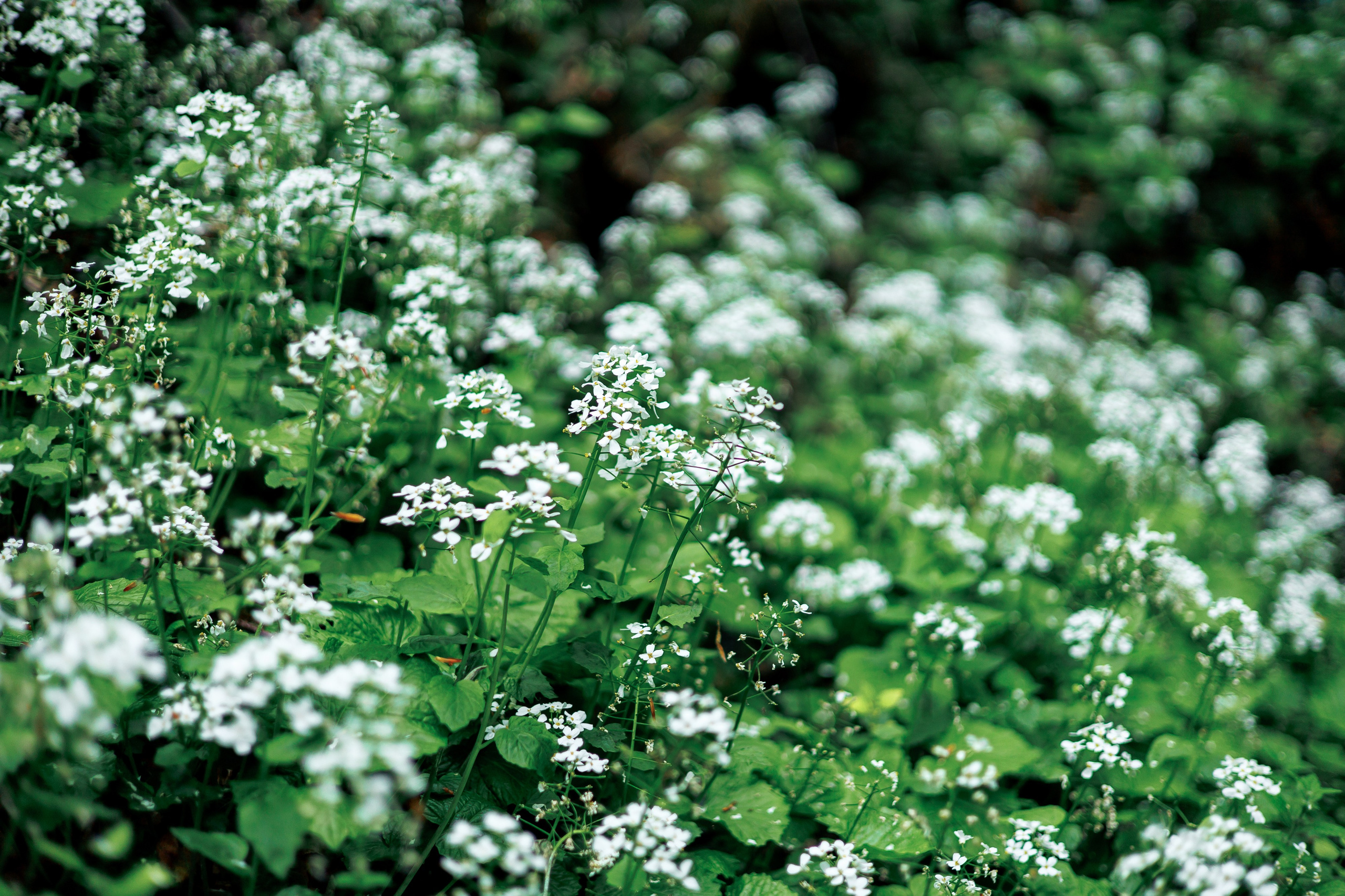 Адыгея. Водопады Руфабго 13.04.24. Фотограф katya_vkadre Таганрог