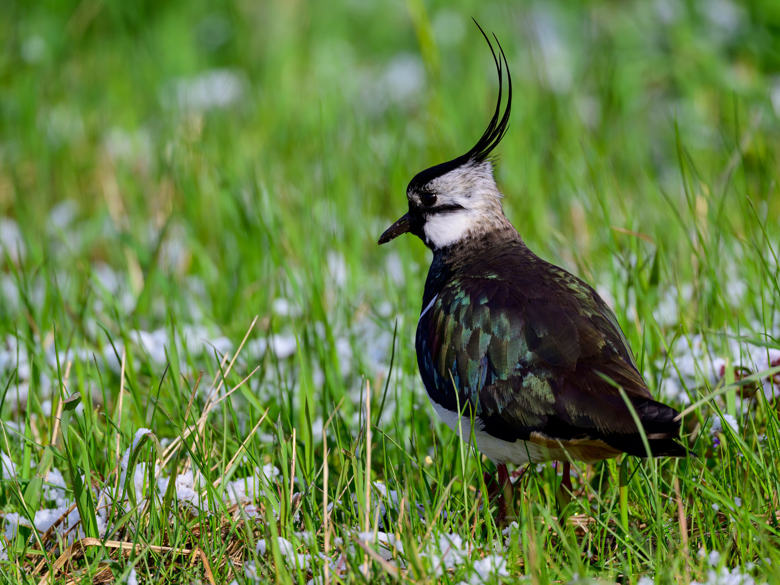 Веретенник. Фотограф Сергей Пупонин