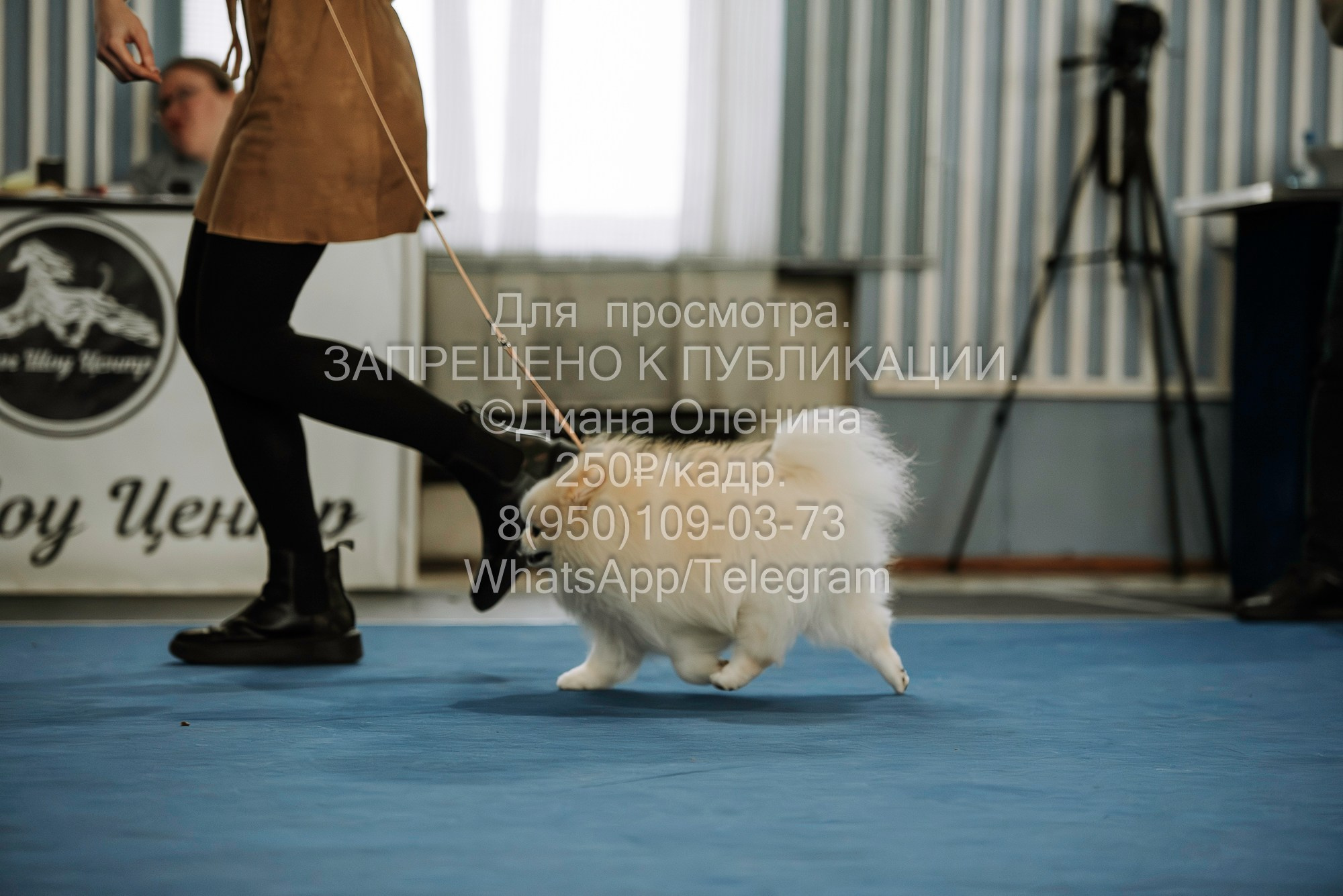 Выставка собак Красноярск 29.10.2023. Фотограф Диана Оленина Красноярск / Братск