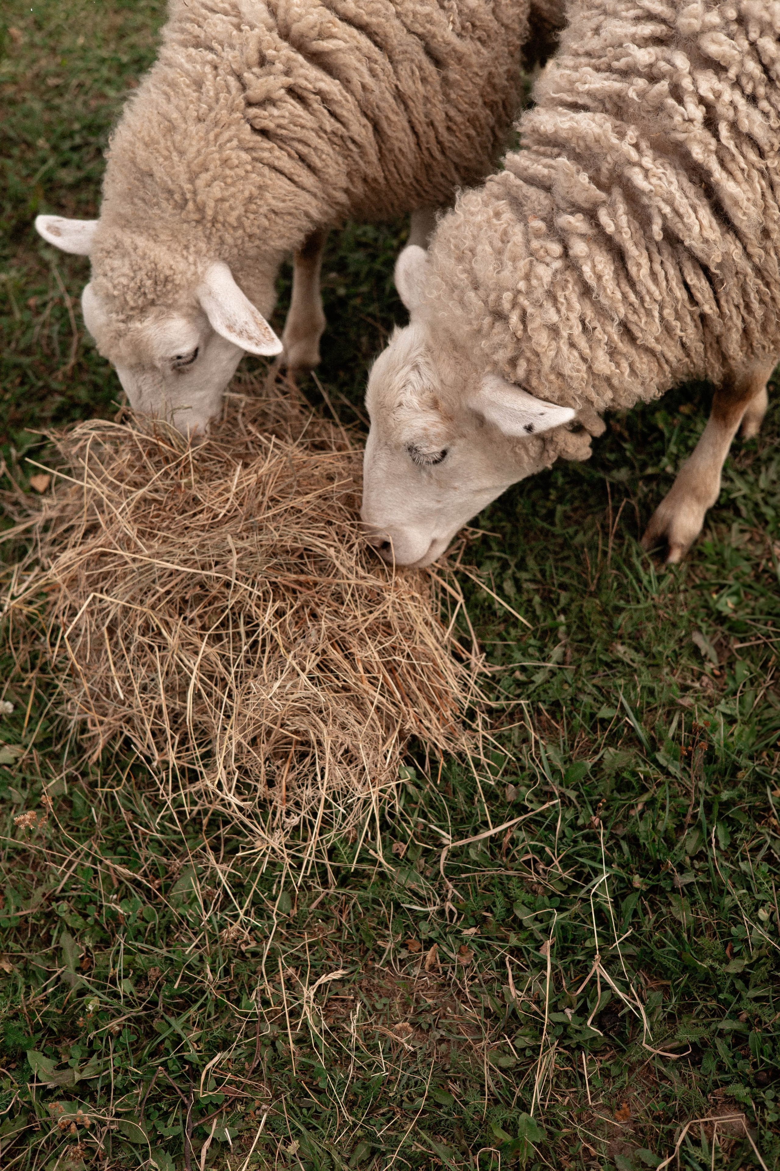 Давид, Настя и Дима. Свадебный и портретный фотограф Соломко Диана