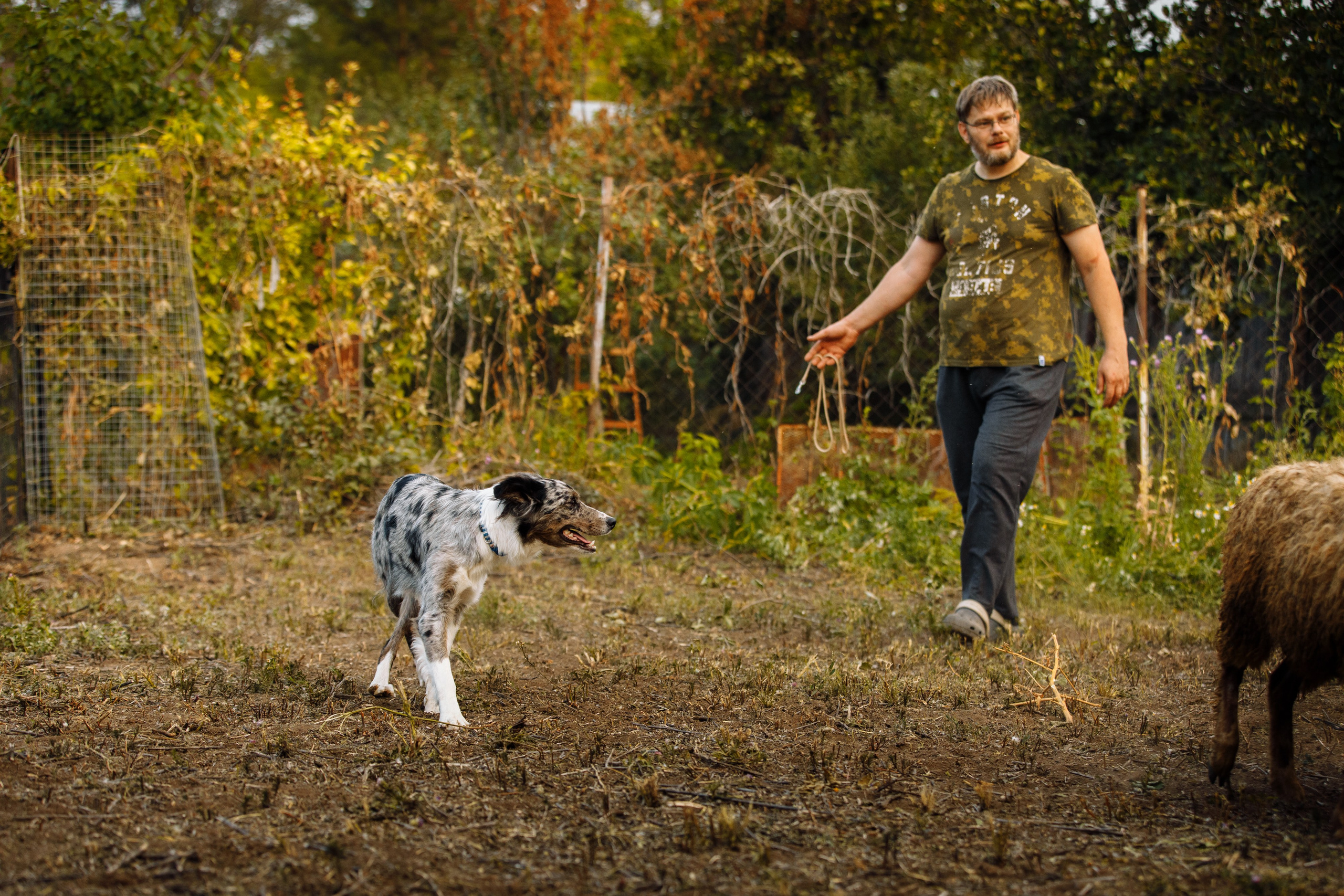 Овечий день. О нас