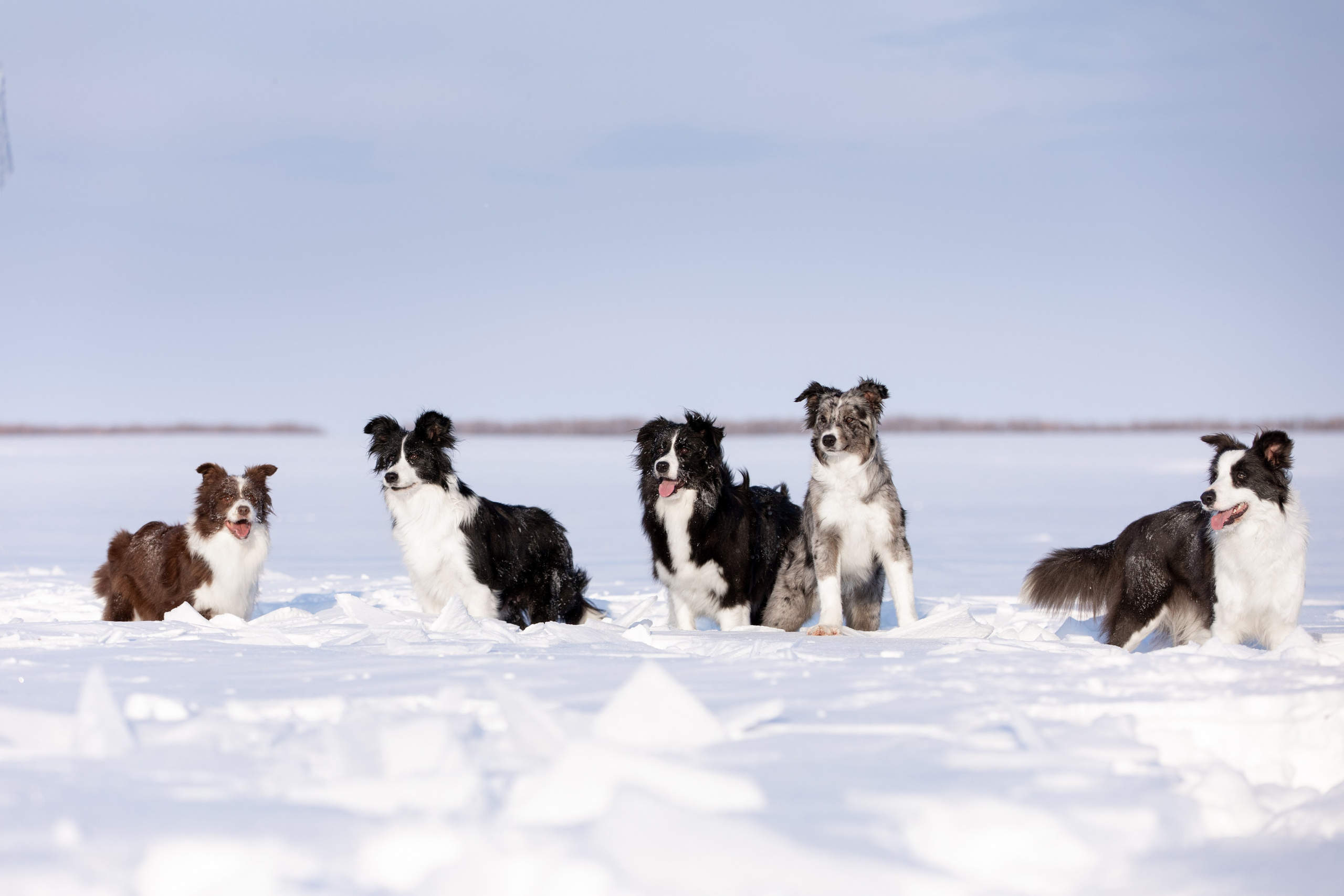 Мороз и солнце. О нас