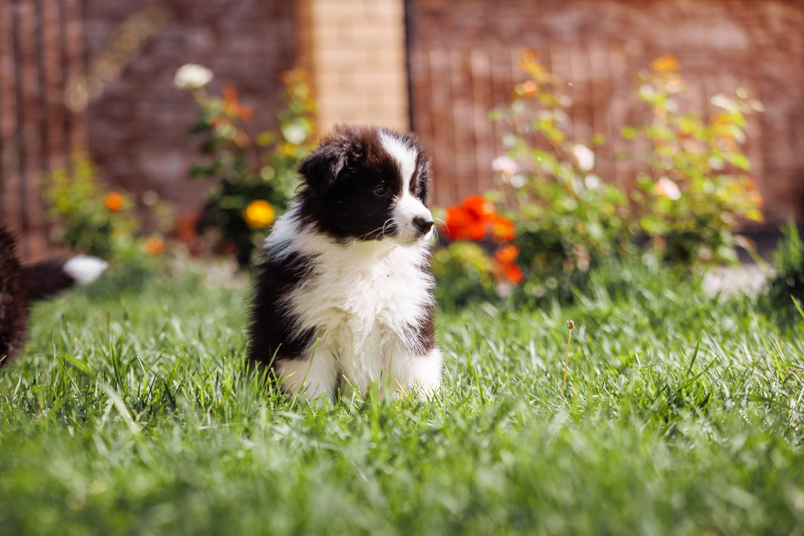 МММ — маленькое мягкое милое. О нас