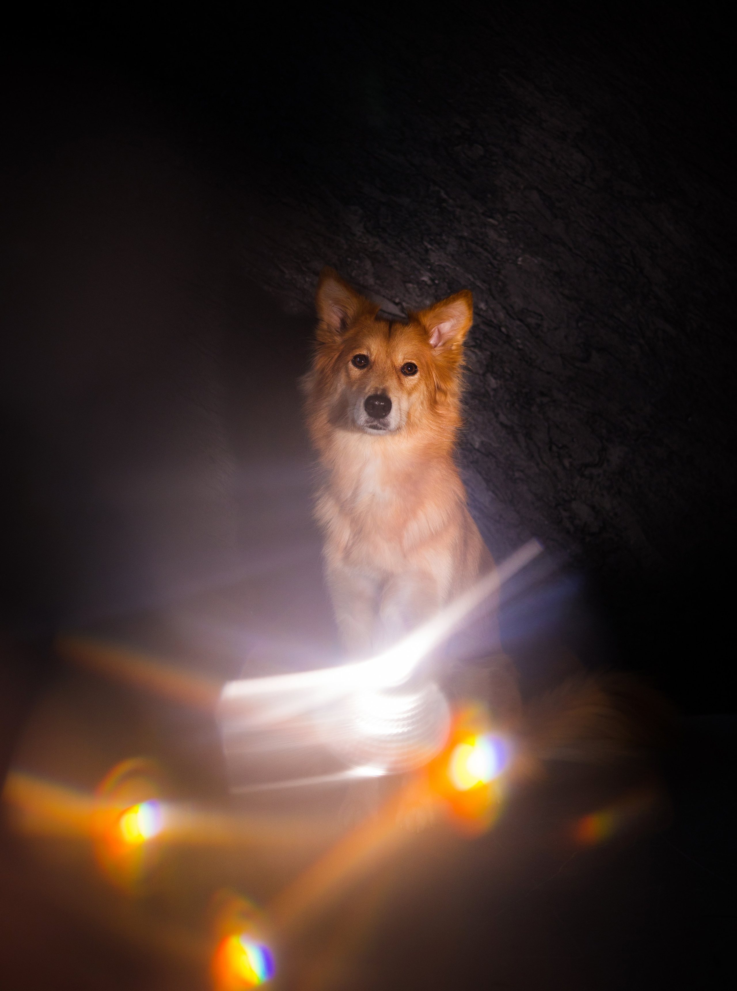 Портфолио. Фотограф-анималист в Екатеринбурге Марина Шишкина