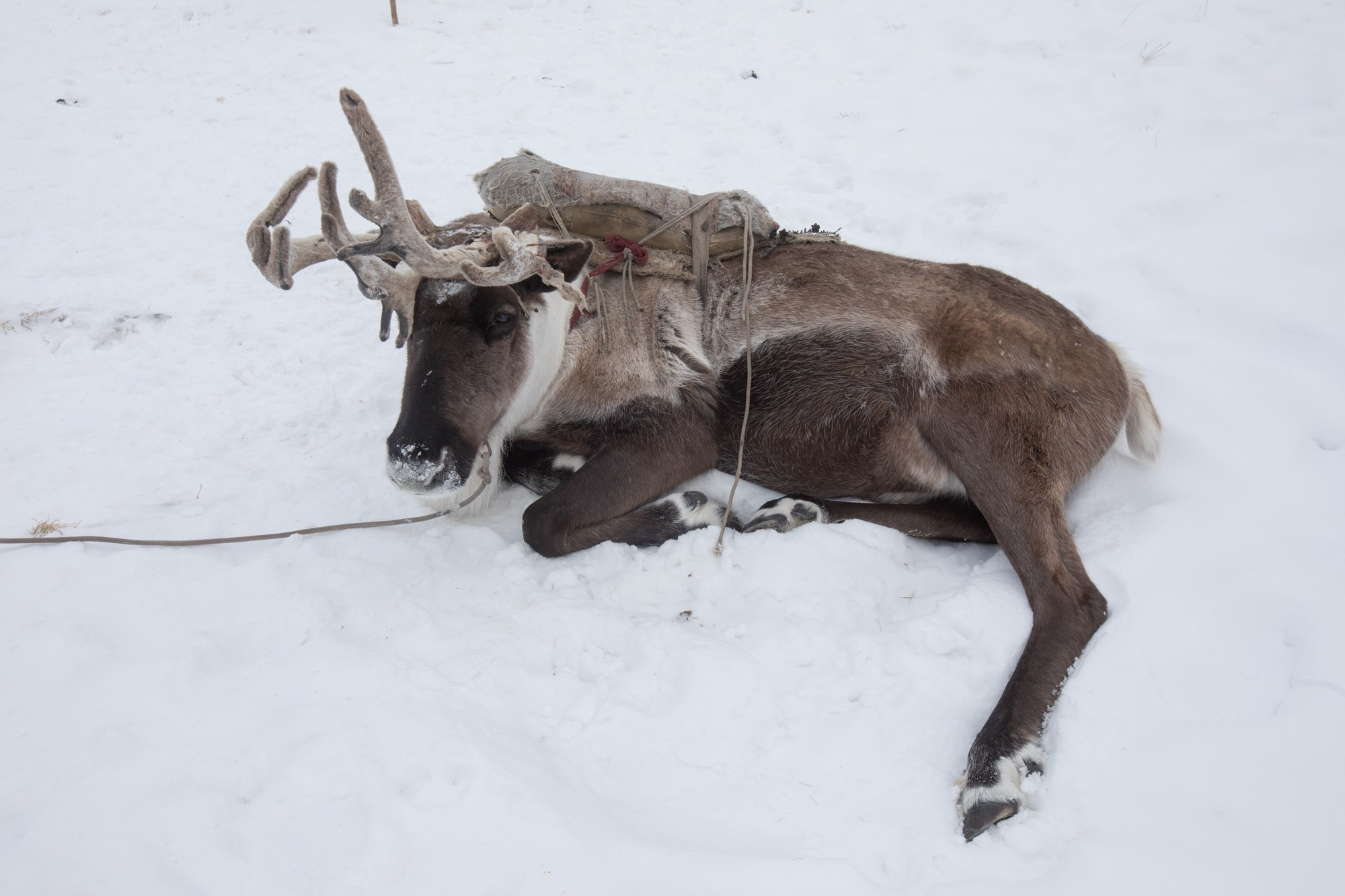 Не забудь накормить озеро. Natalya Madilyan