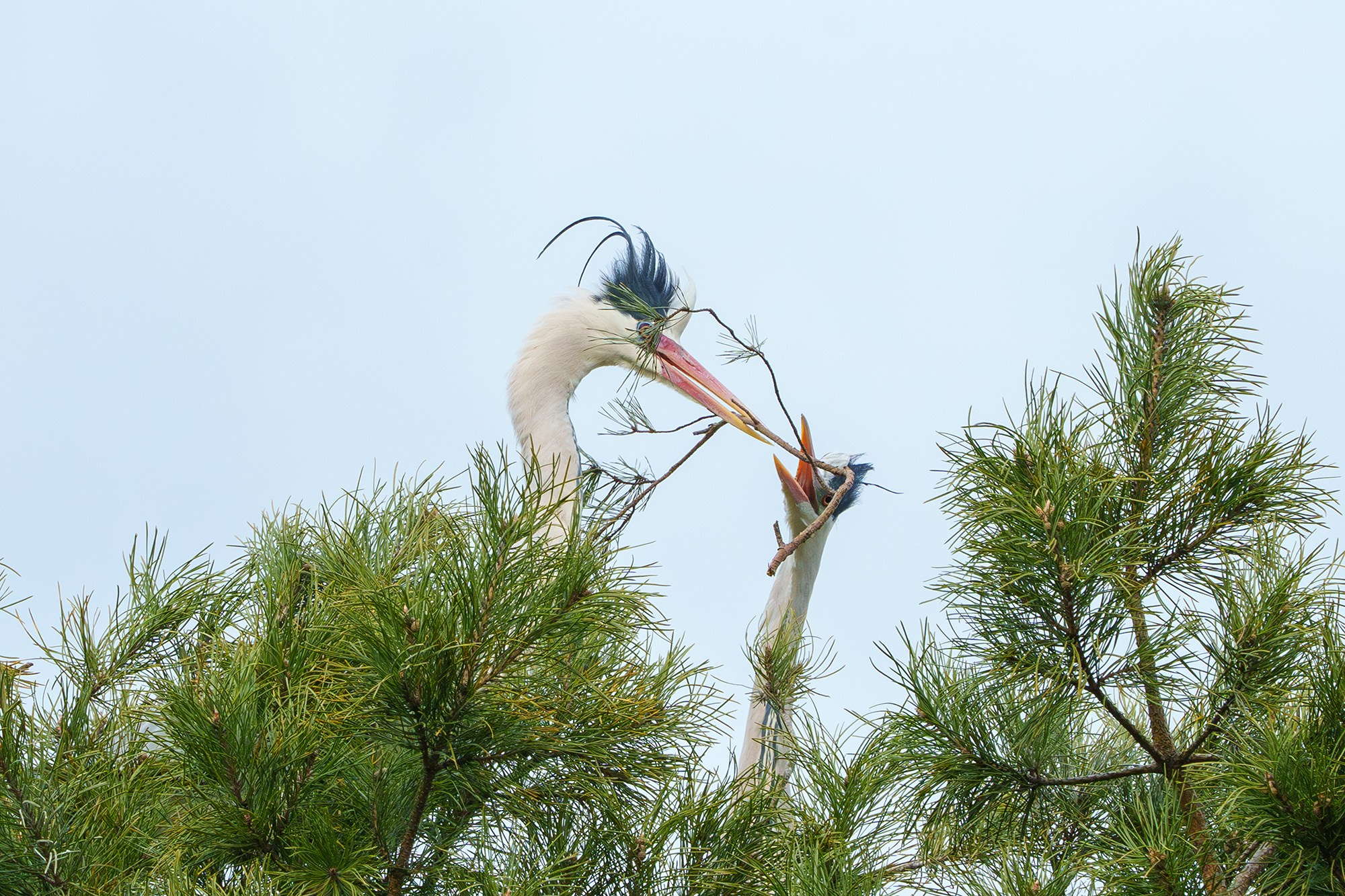 Удивительные мир птиц. Вокруг нас столько прекрасного — присмотритесь!. Ваш личный фотограф Марина Волкова