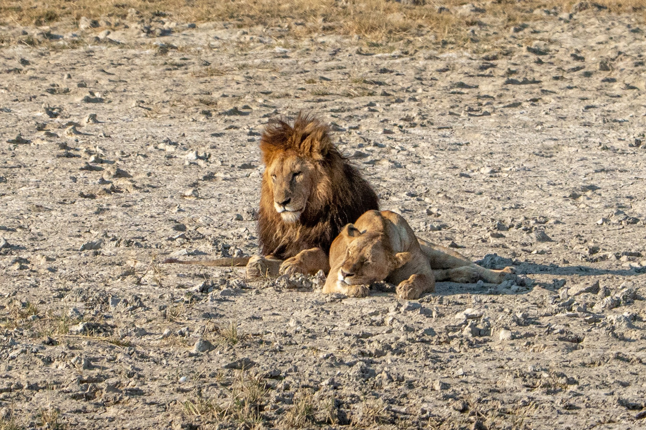 Танзания, сафари, 2025. Творческие сьемки