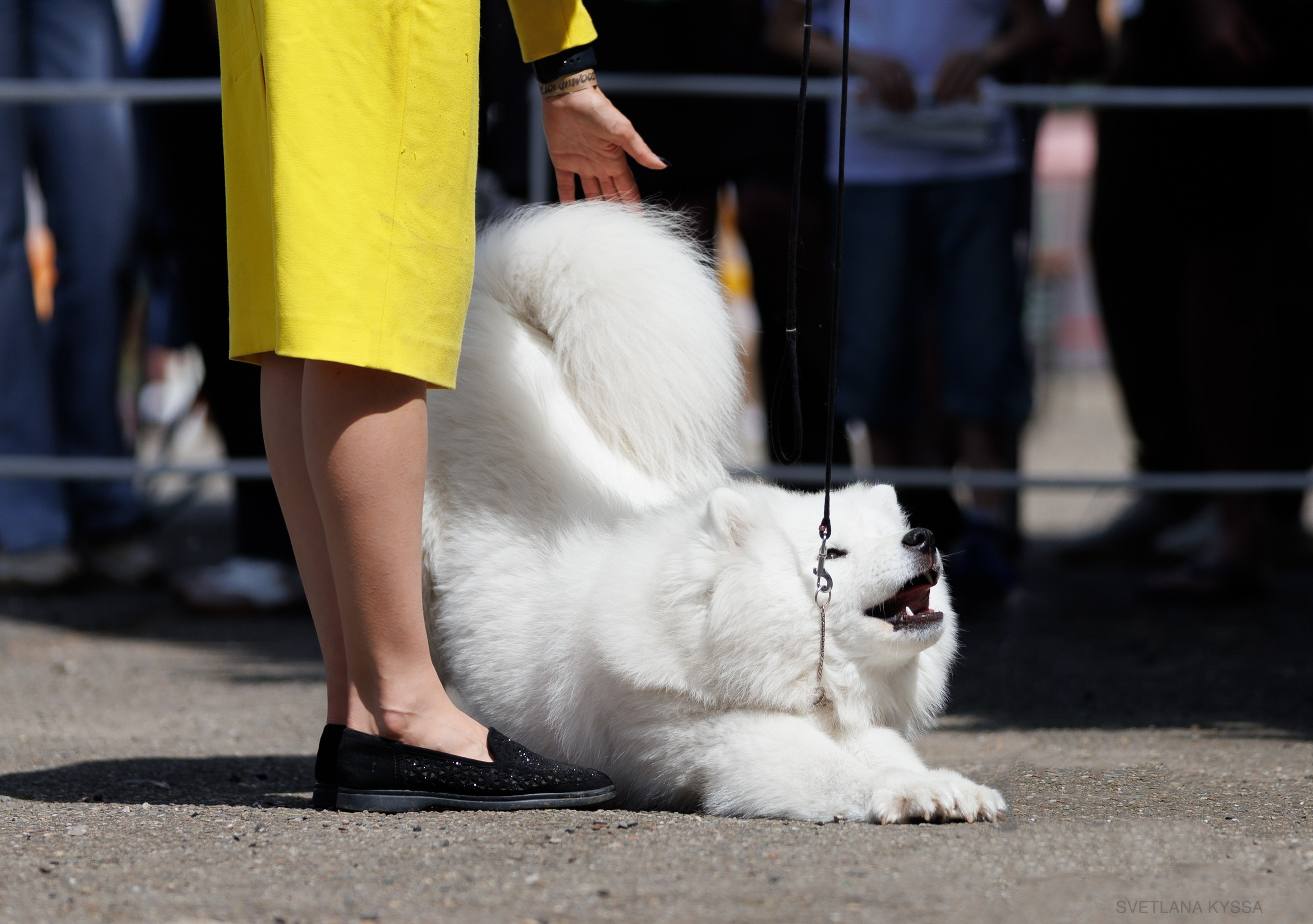 Фото с выставки собак. Фотограф — анималист Светлана Кысса|фотограф собак в Краснодаре и Нижнем Новгороде