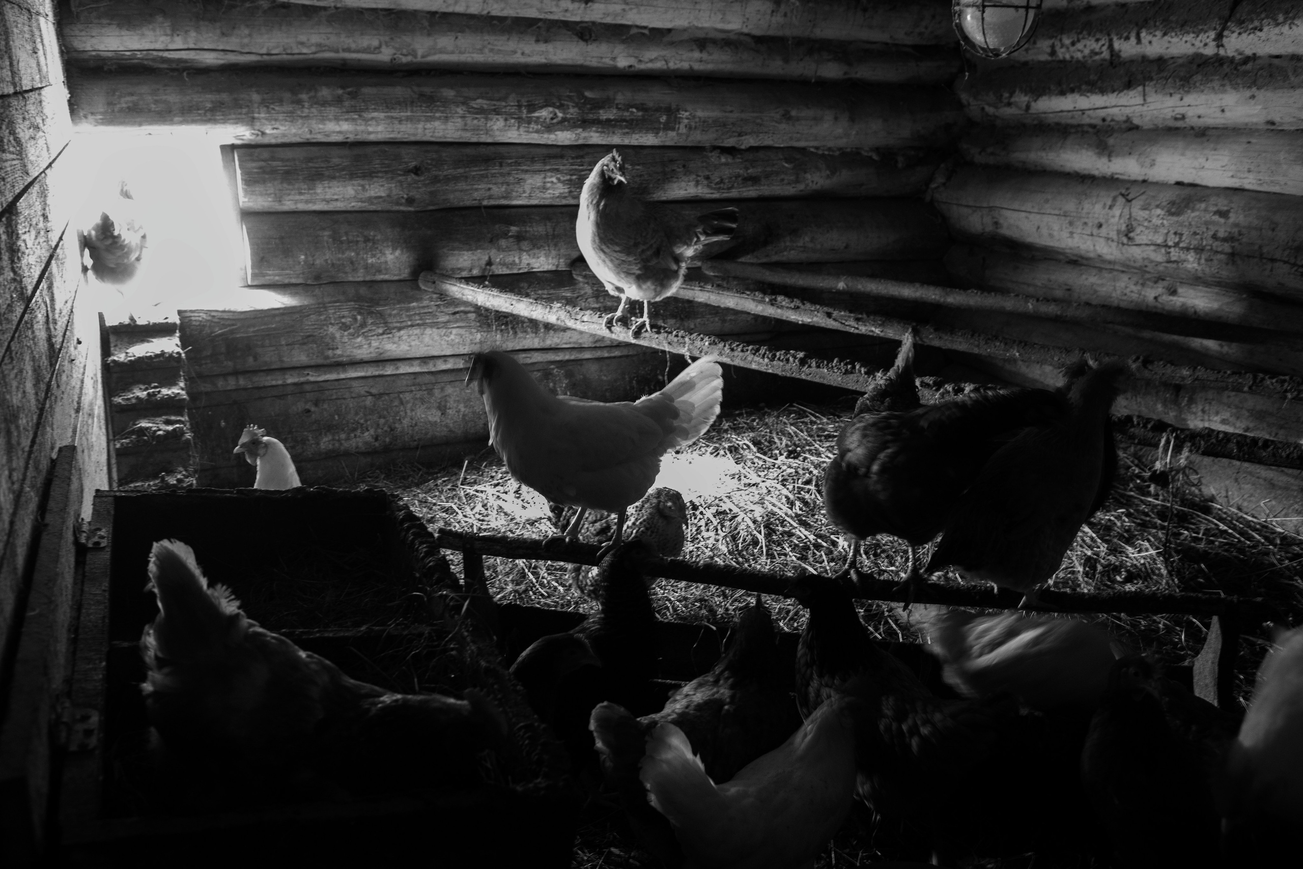 Хранитель лесов. Портретная фотосъёмка, репортажная, контент для вашего бизнеса