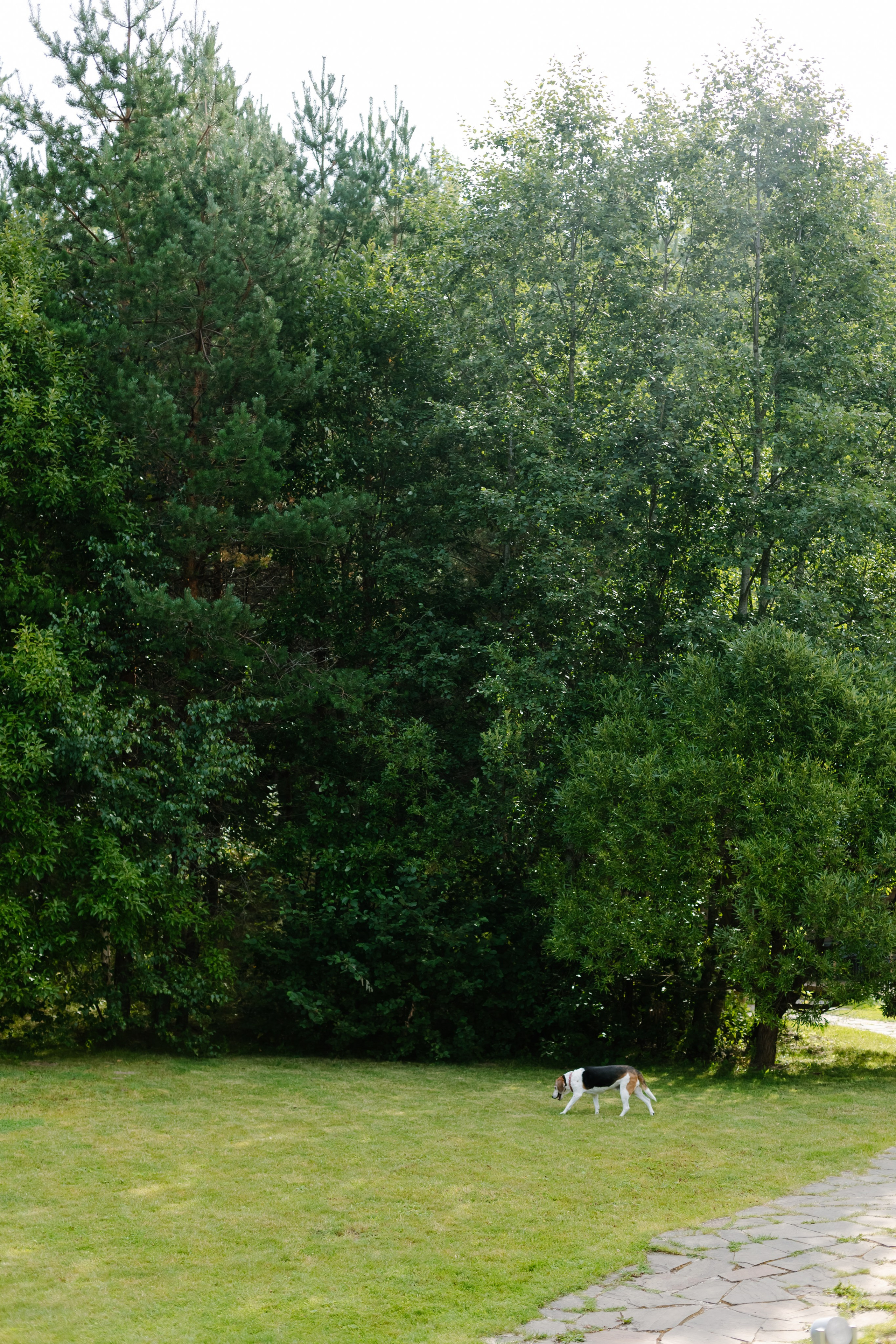 Букетик черники. Майя Алиева Свадебный фотограф в Санкт-Петербурге