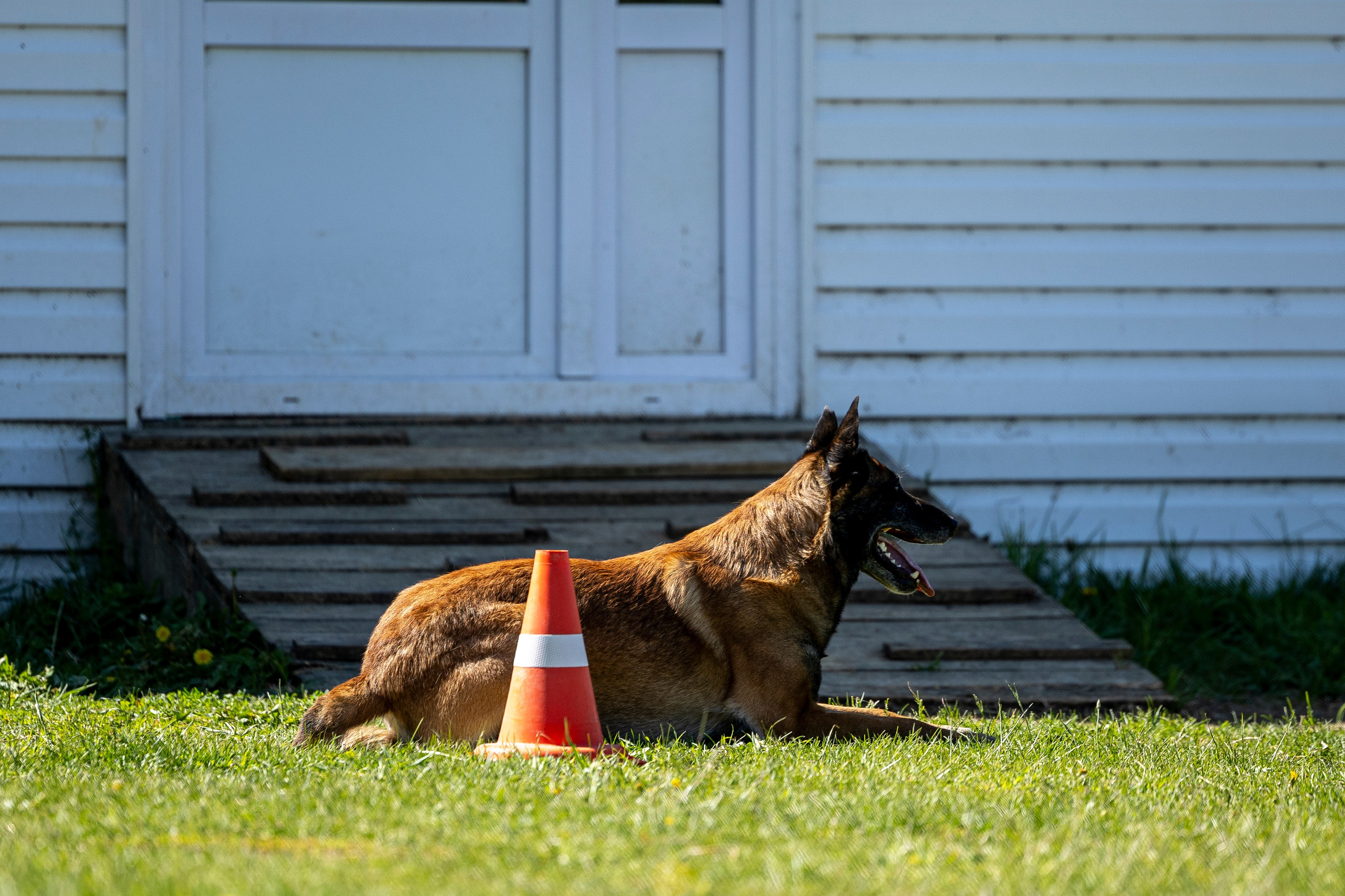 Испытания по мондьорингу в Нижнем Новгороде. Фотограф-анималист Анна Маринич