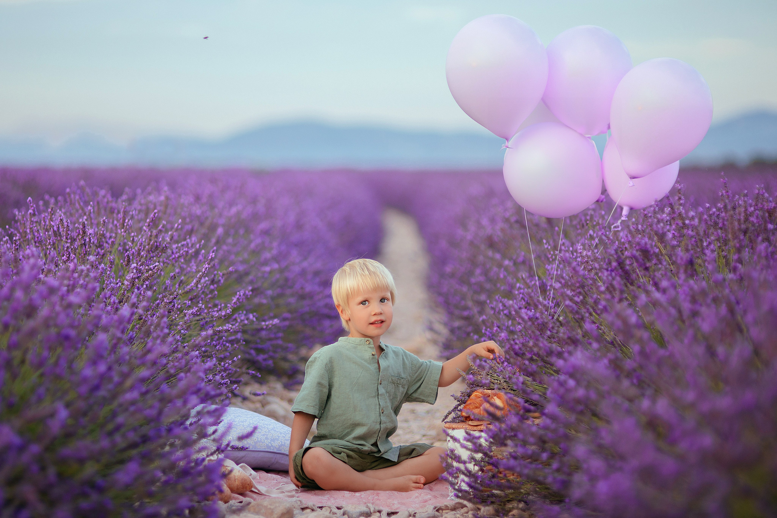 Lavender. Photographer in Provence Julia Lipiainen