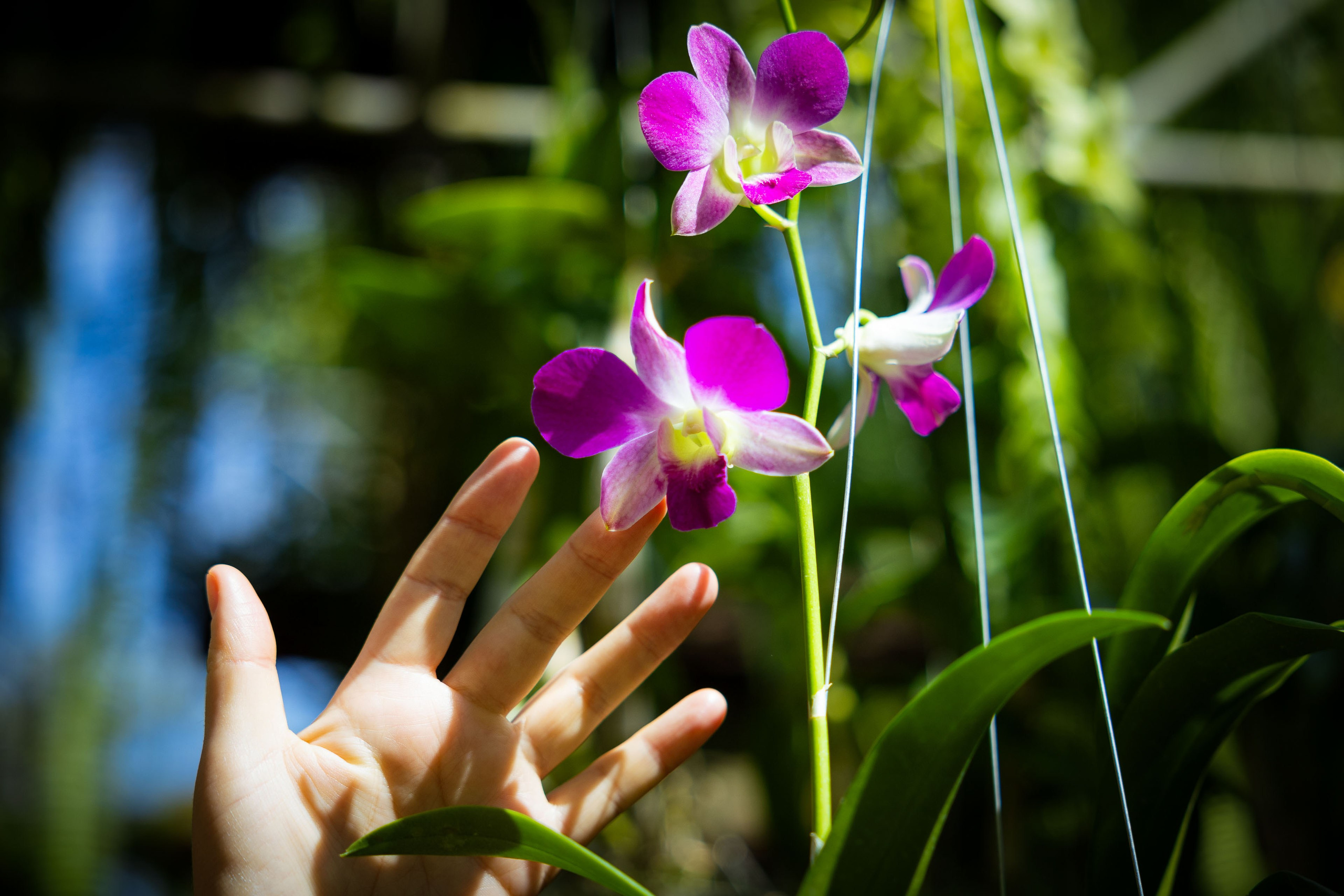 Таиланд (зима 2025). Фотограф Виноградов Константин