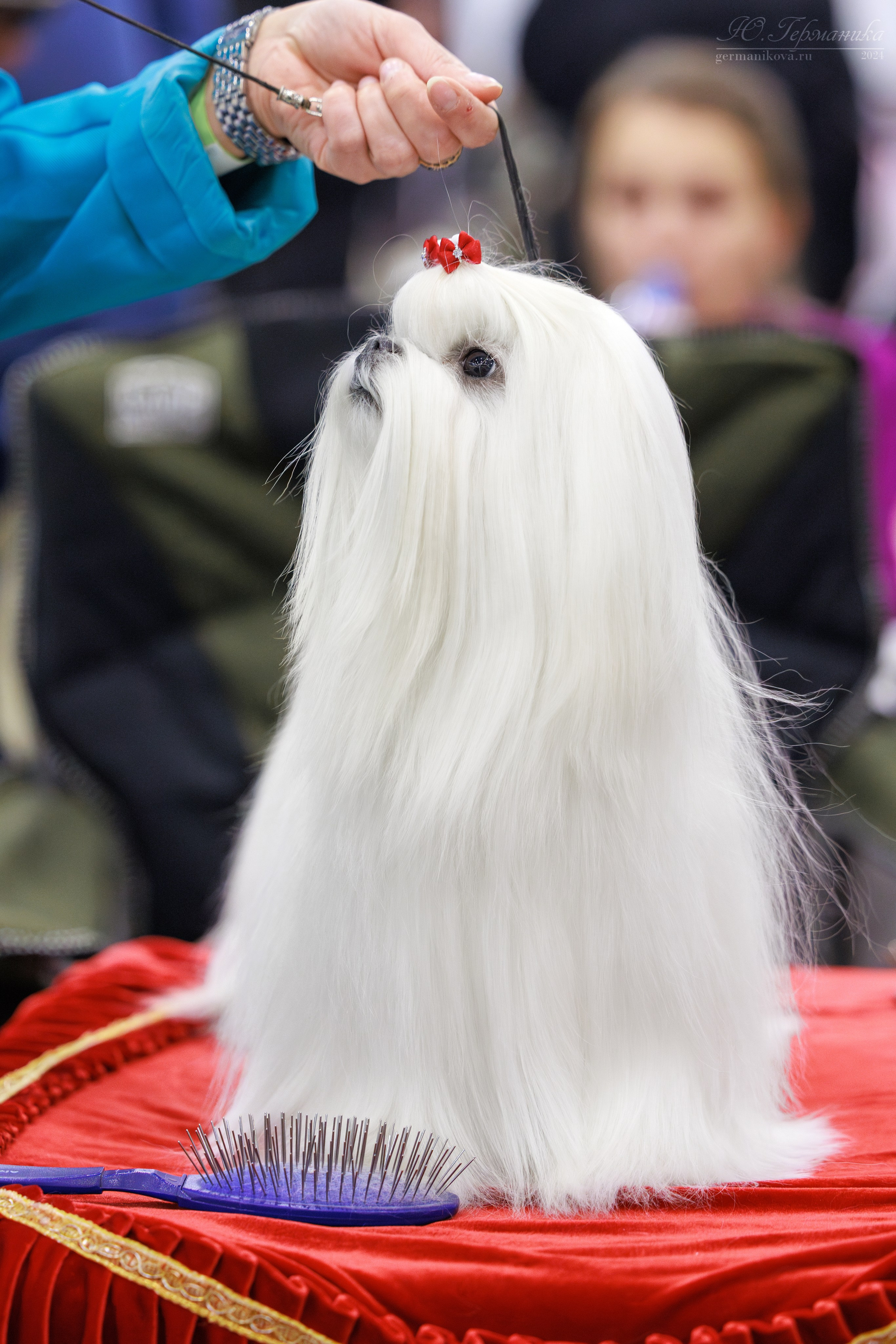 Санкт-Петербург 14.12.2024 ОС. Фотограф-анималист Юлия Германика