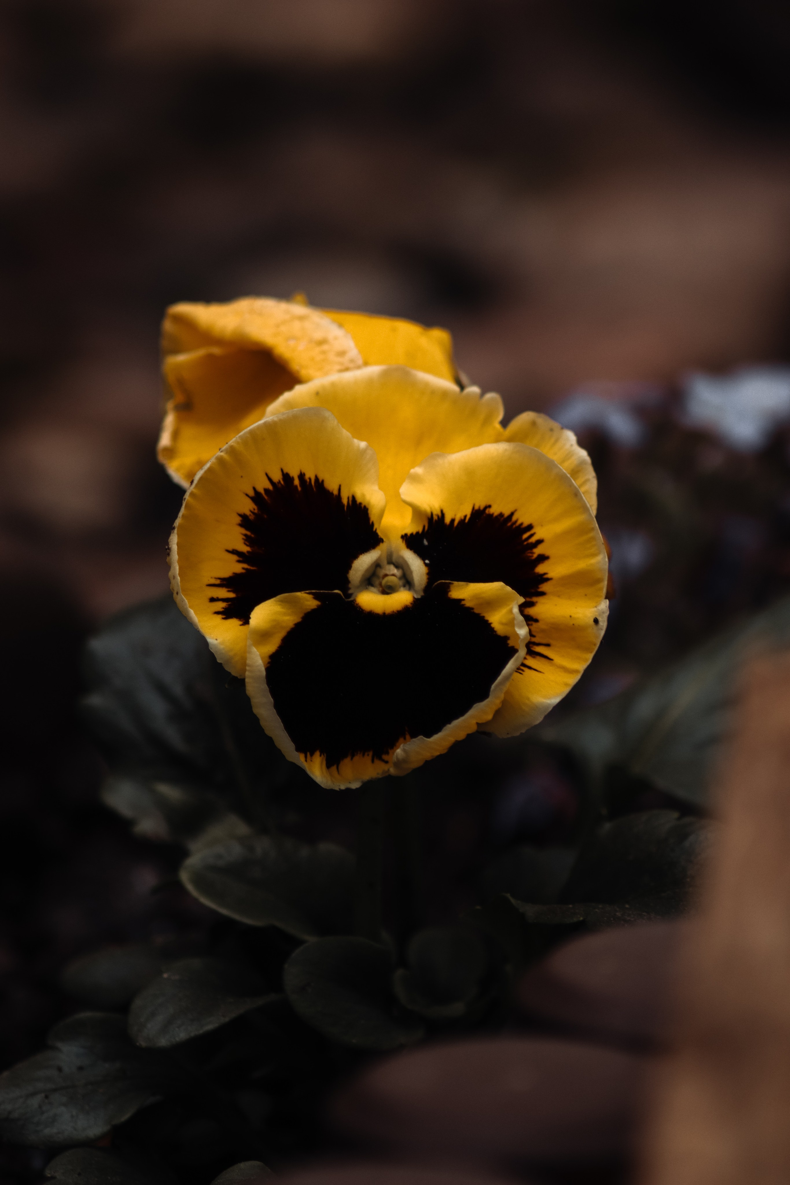 Р А С Т Е Н И Я. — Digital Noise —