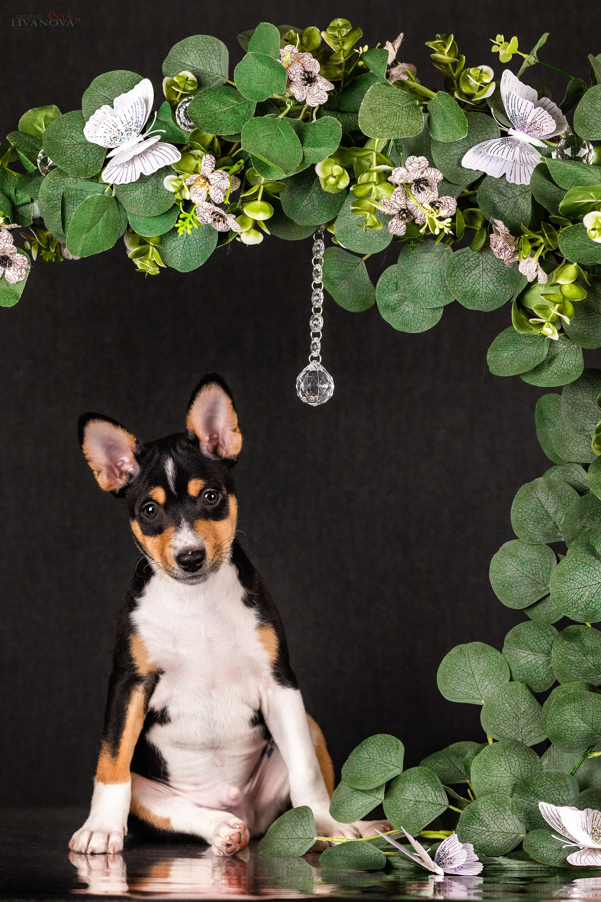 Басенджи. Фотограф анималист Аня Ливанова | Рыбинск